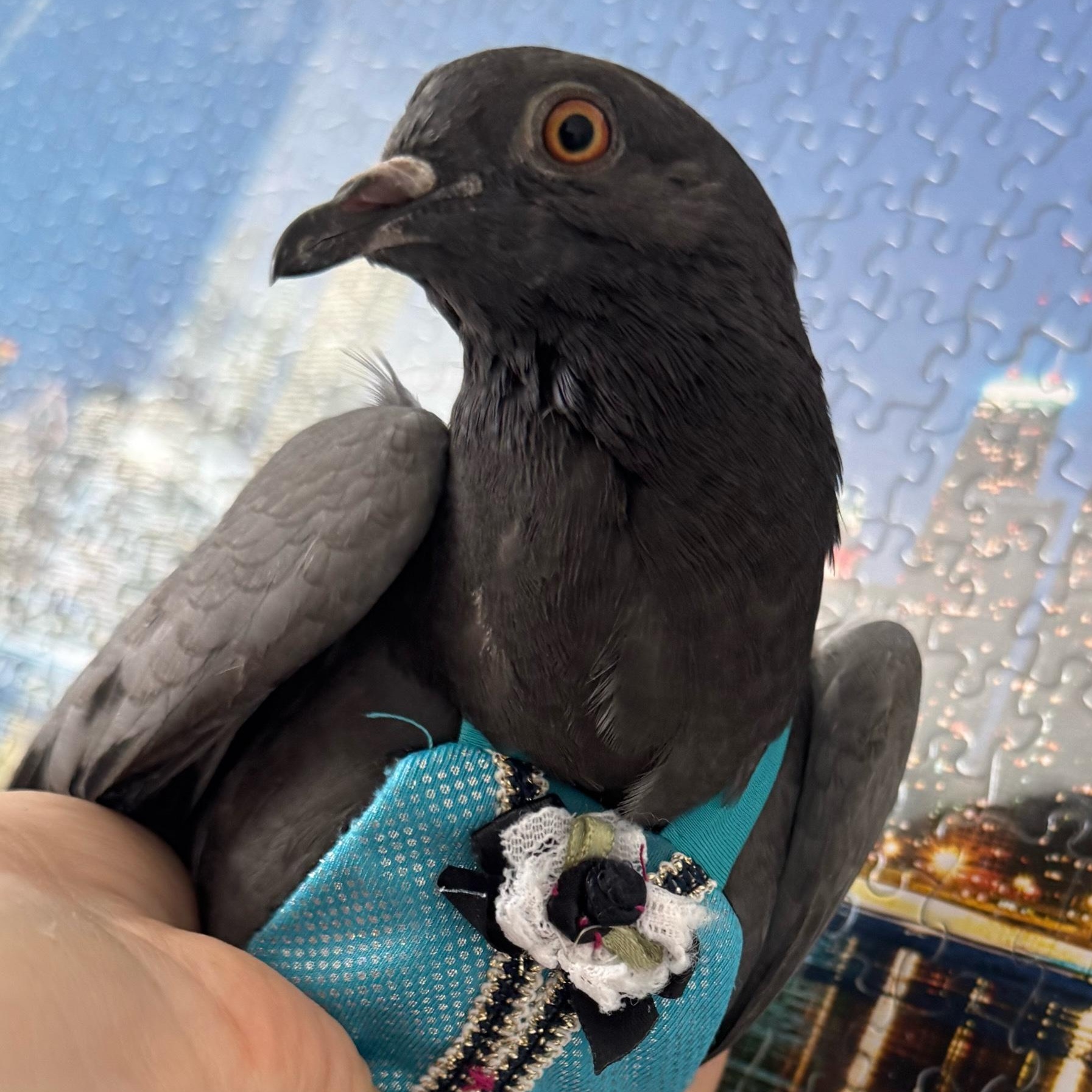 Enlarge Ari, a Adoptable Pigeon in Chicago, IL image 3/5