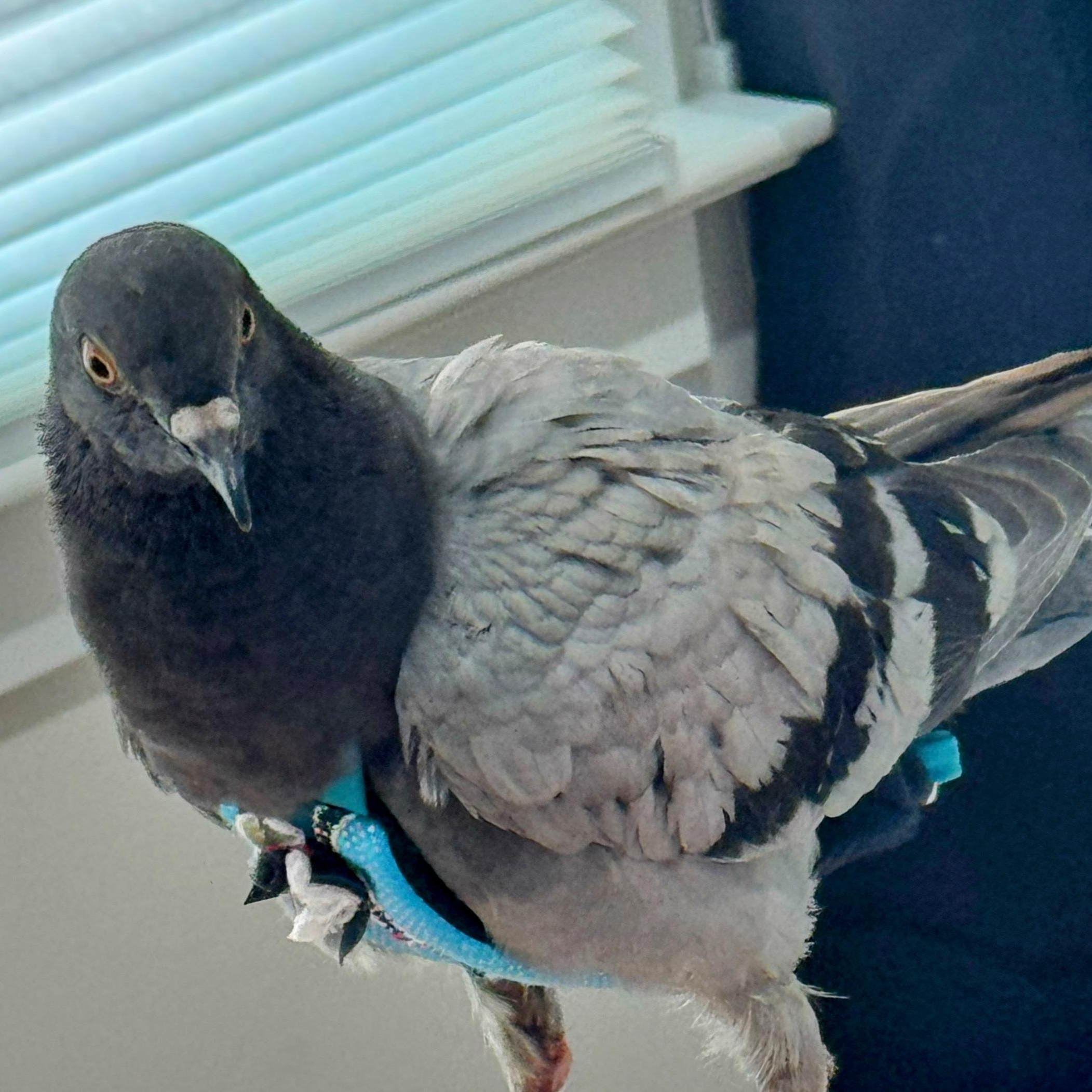 Enlarge Ari, a Adoptable Pigeon in Chicago, IL image 4/5