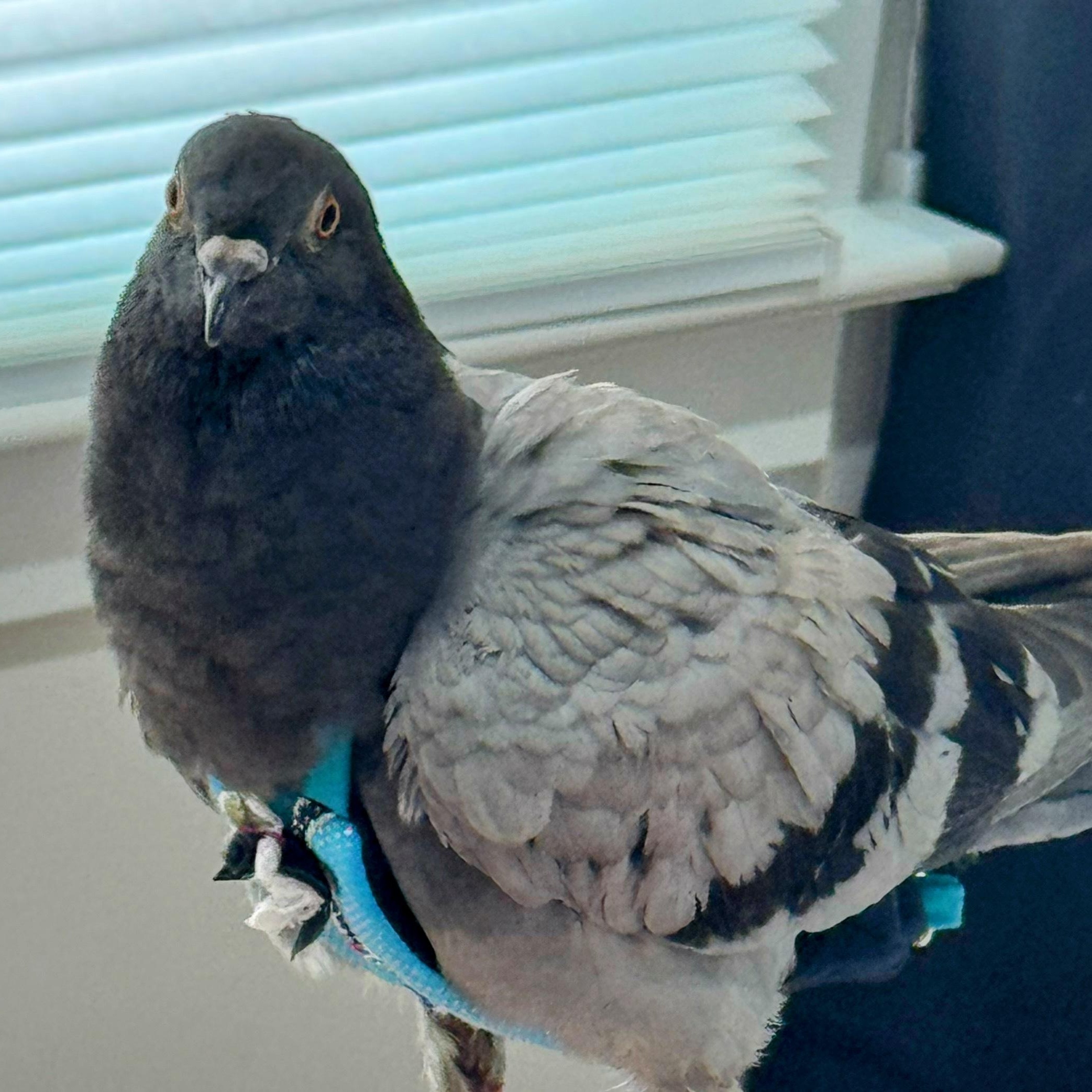 Enlarge Ari, a Adoptable Pigeon in Chicago, IL image 1/5