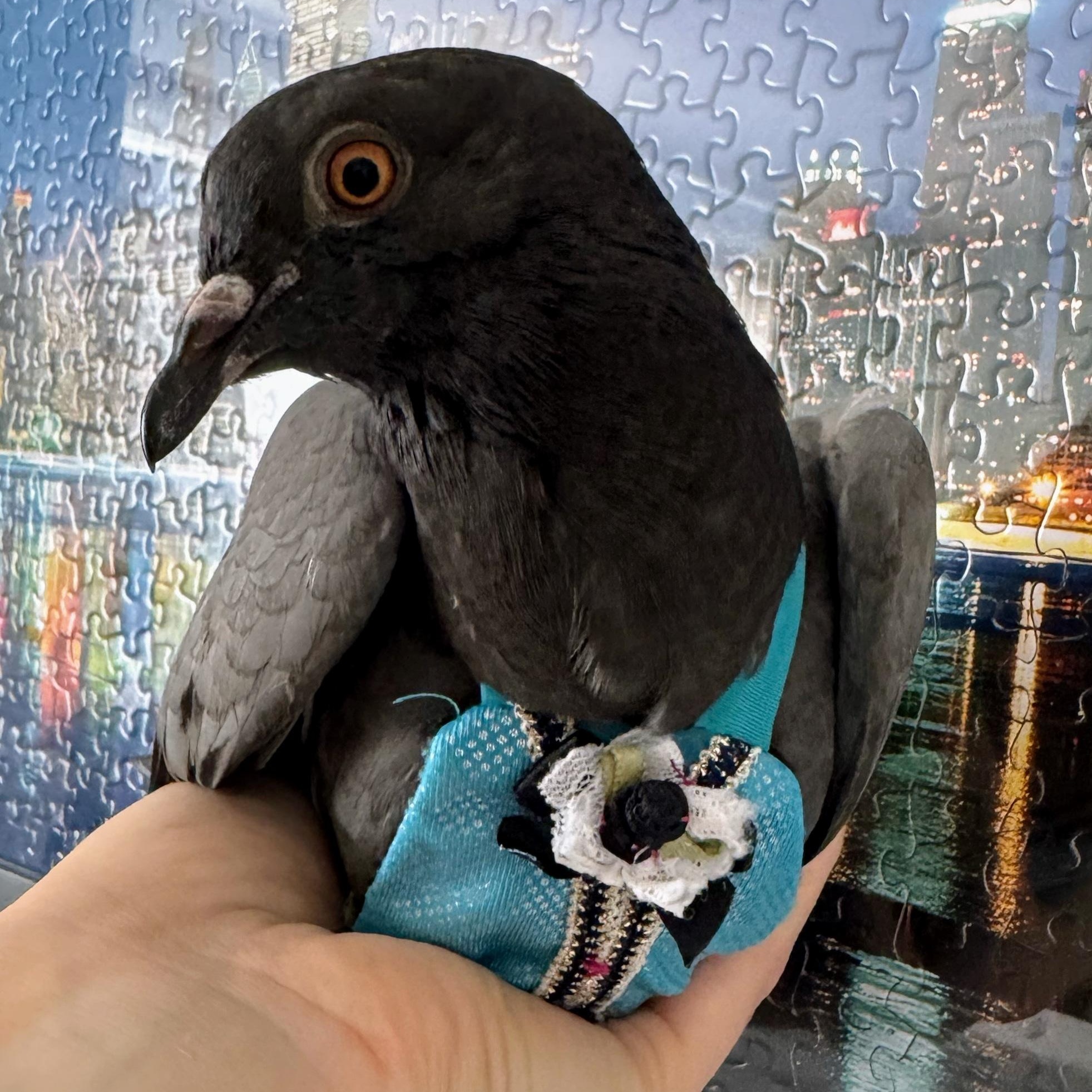 Enlarge Ari, a Adoptable Pigeon in Chicago, IL image 5/5
