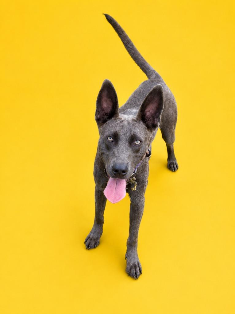 Enlarge Dough Boy, a Adoptable mixed breed in Wauchula, FL image 1/1