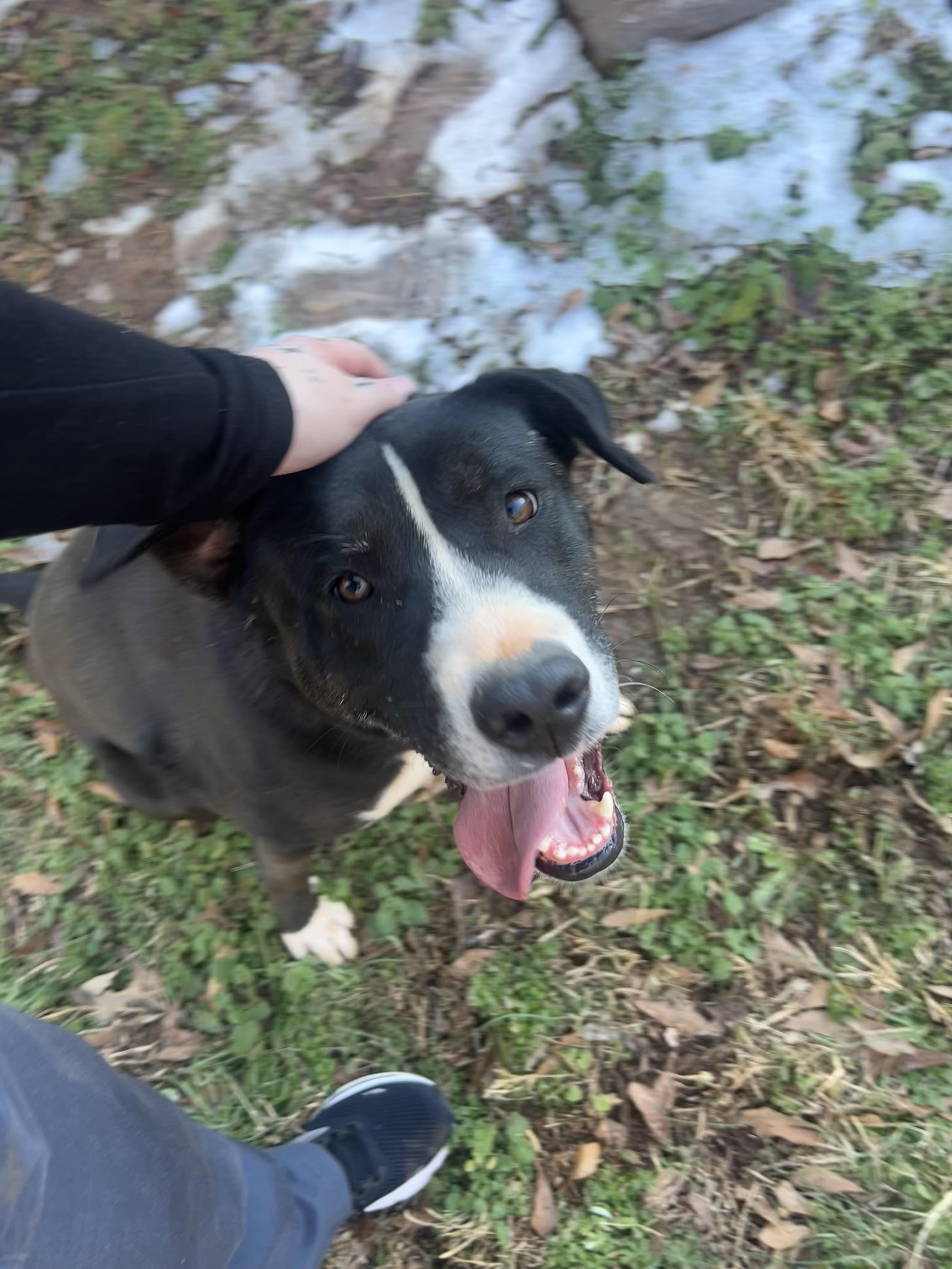 Jack, a Adoptable mixed breed in Anderson, SC image 6/6