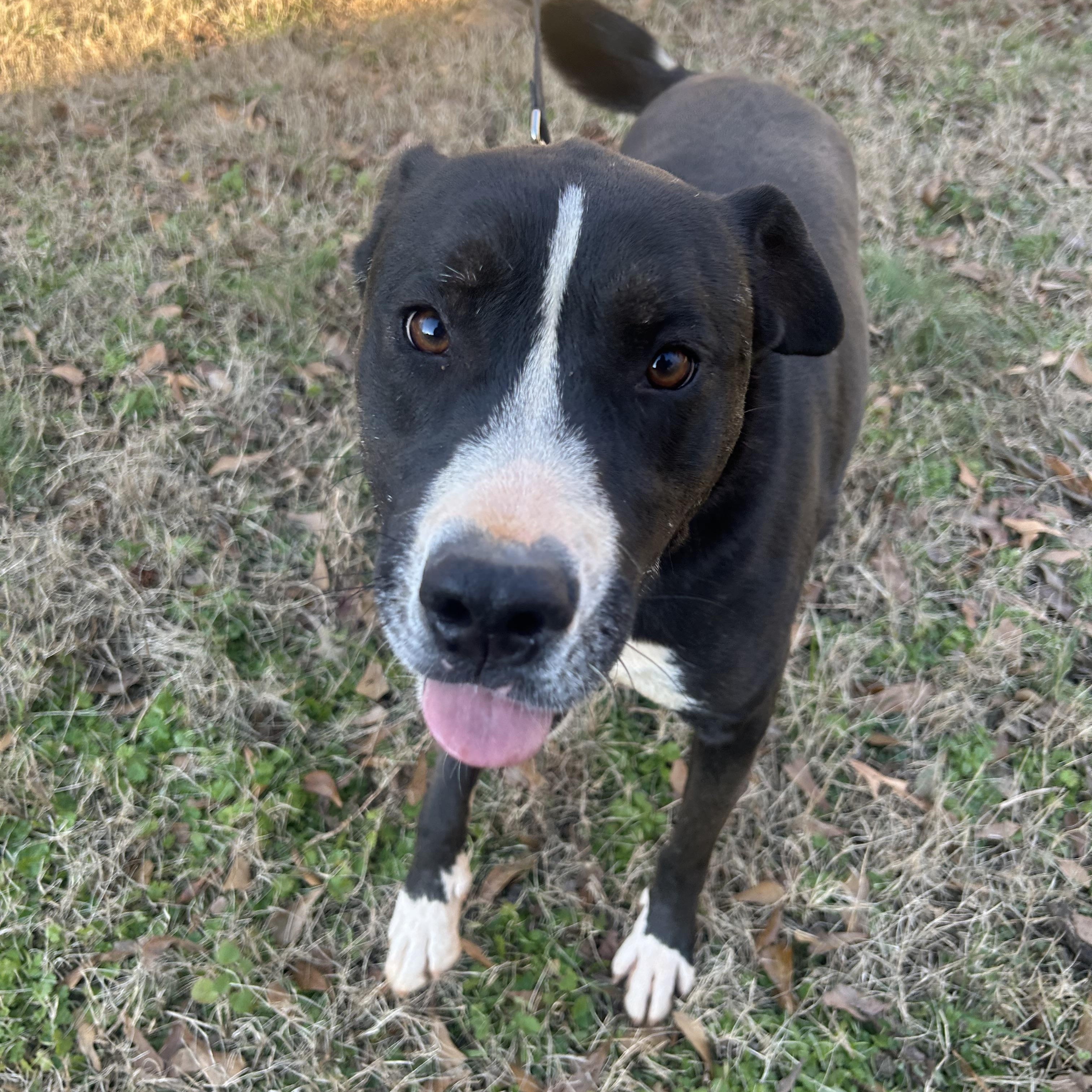 Jack, a Adoptable mixed breed in Anderson, SC image 5/6