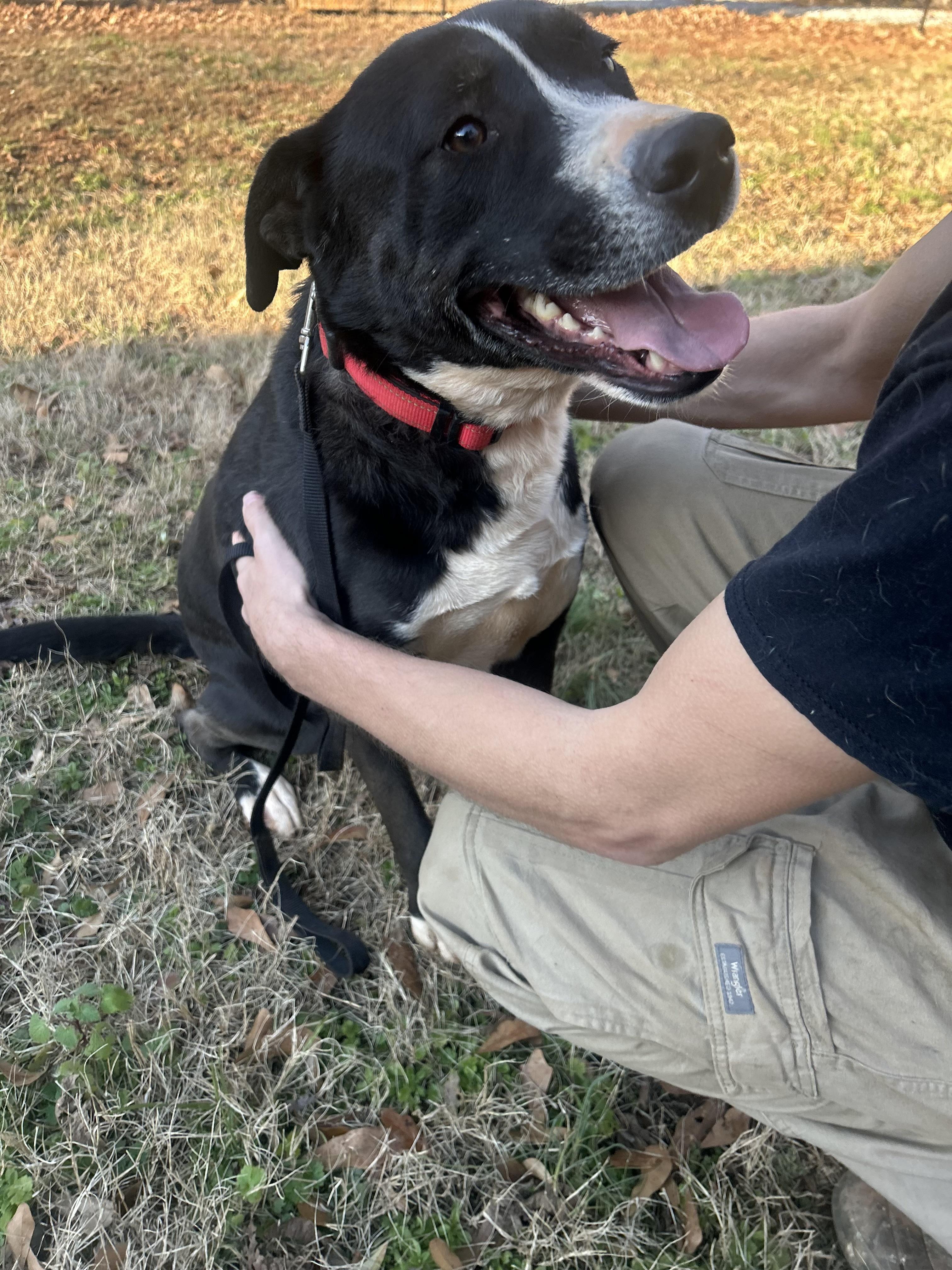 Jack, a Adoptable mixed breed in Anderson, SC image 3/6