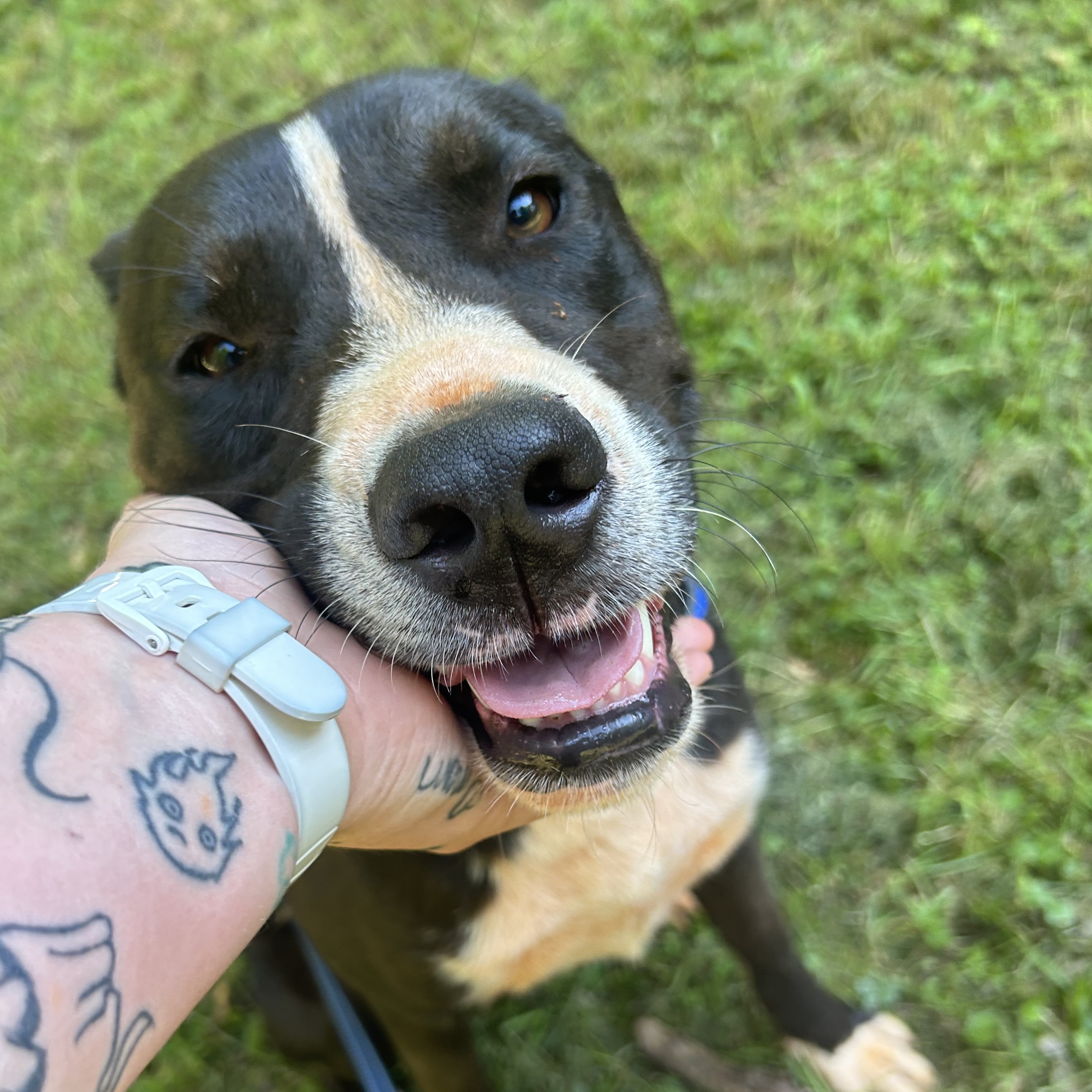 Jack, a Adoptable mixed breed in Anderson, SC image 2/6