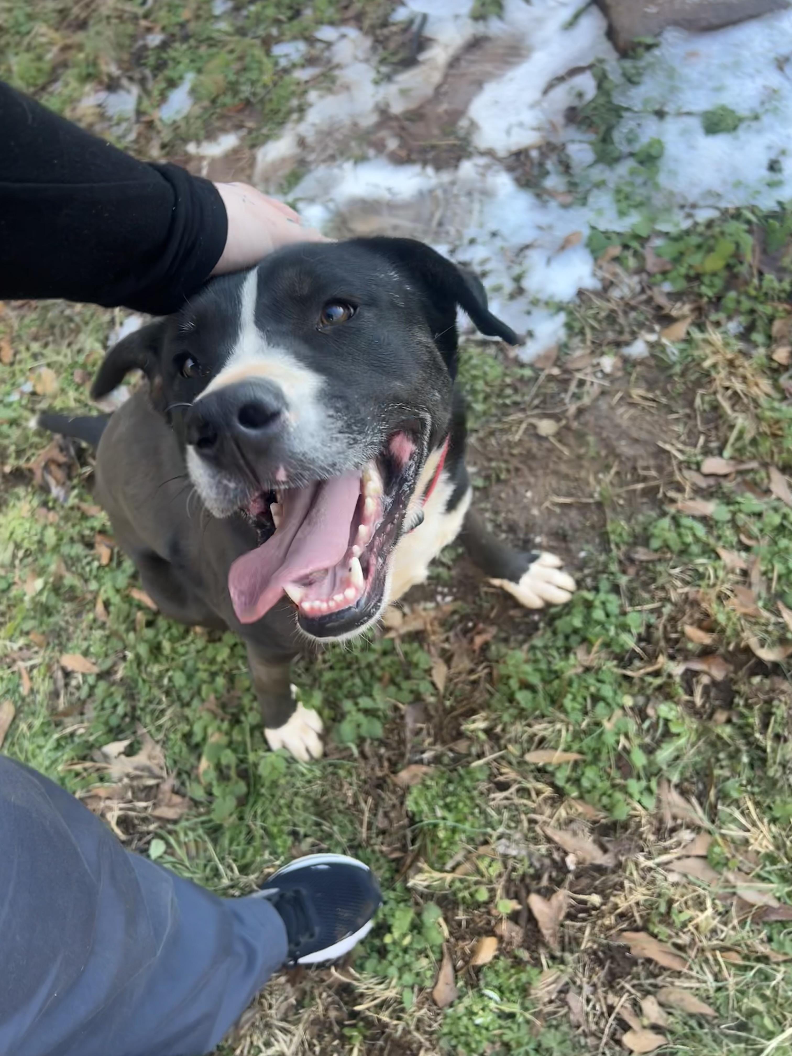 Jack, a Adoptable mixed breed in Anderson, SC image 1/6