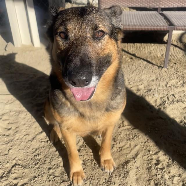 ARI, Adoptable, Adult Female German Shepherd Dog.