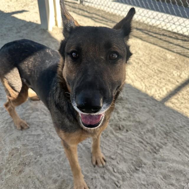 ARI, Adoptable, Adult Female German Shepherd Dog.