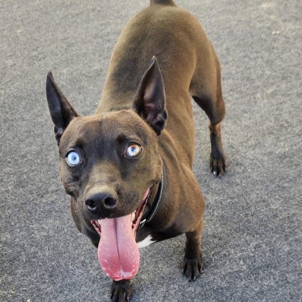 Mystic, Adoptable, Adult Female Mixed Breed.