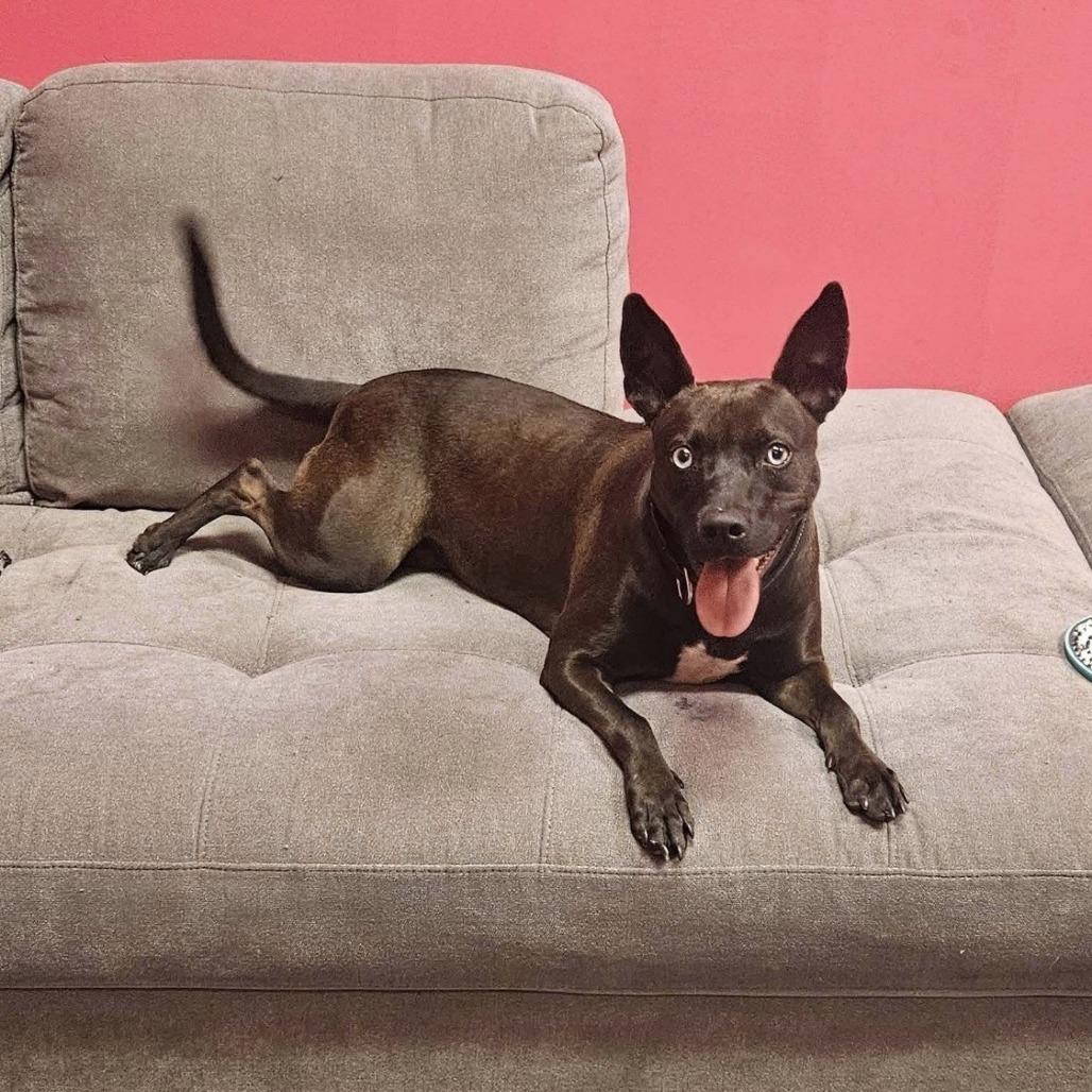 Enlarge Mystic, a Adoptable Mixed Breed in Cleveland, TN image 3/4