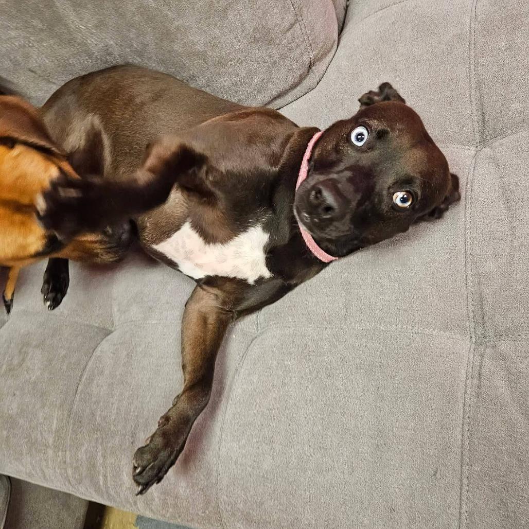 Enlarge Mystic, a Adoptable Mixed Breed in Cleveland, TN image 4/4