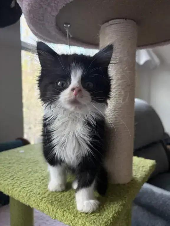 Peanut, Adoptable, Kitten Female Domestic Medium Hair.