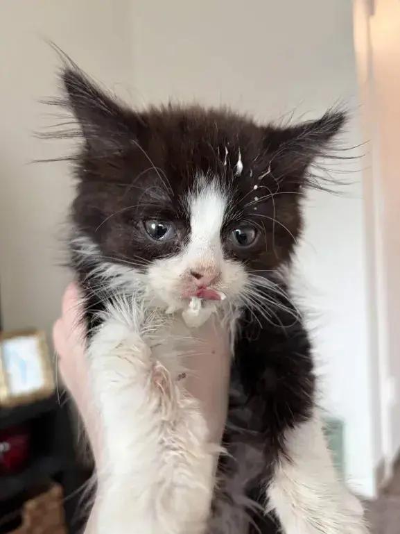 Enlarge Peanut, a Adoptable Domestic Medium Hair in Grand Rapids, MI image 2/6