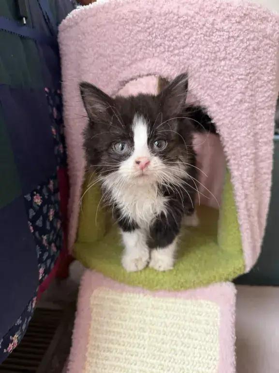 Enlarge Peanut, a Adoptable Domestic Medium Hair in Grand Rapids, MI image 3/6