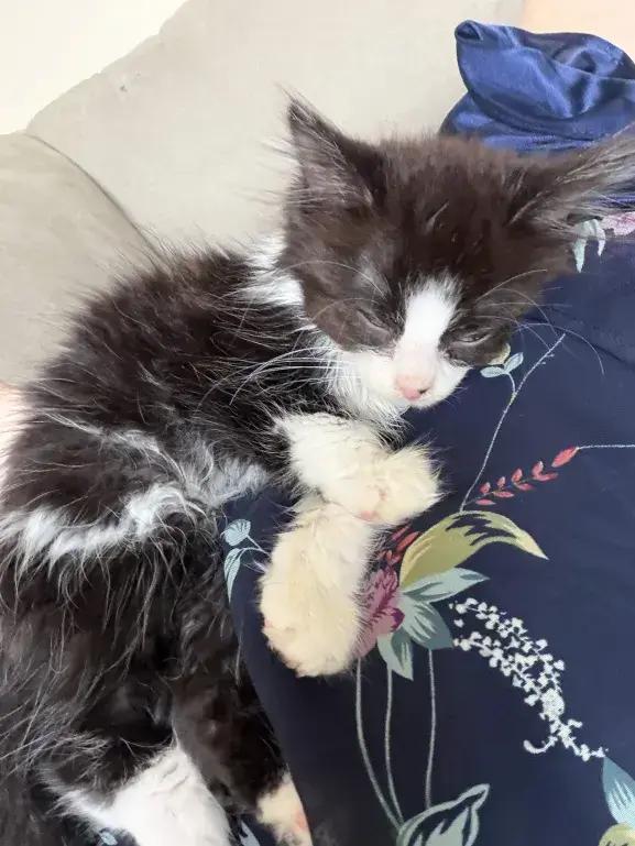 Enlarge Peanut, a Adoptable Domestic Medium Hair in Grand Rapids, MI image 4/6