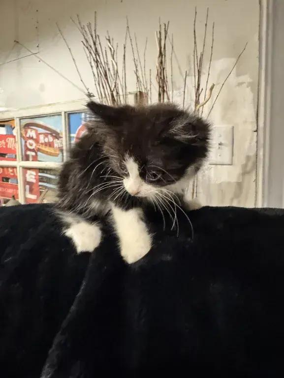 Enlarge Peanut, a Adoptable Domestic Medium Hair in Grand Rapids, MI image 5/6