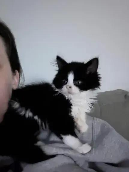 Enlarge Peanut, a Adoptable Domestic Medium Hair in Grand Rapids, MI image 6/6