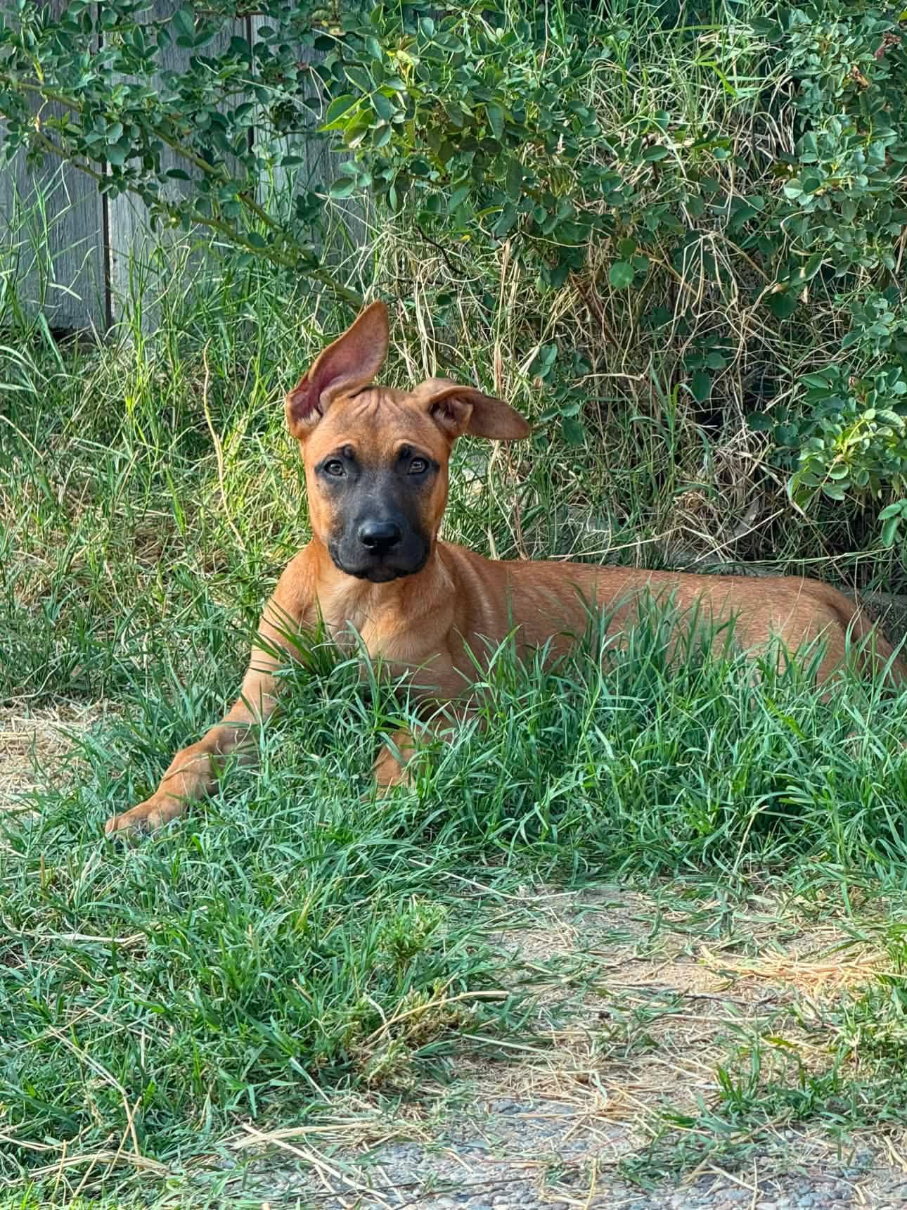 Cayenne, a ADOPTABLE mixed breed in San Diego, CA image 1/5
