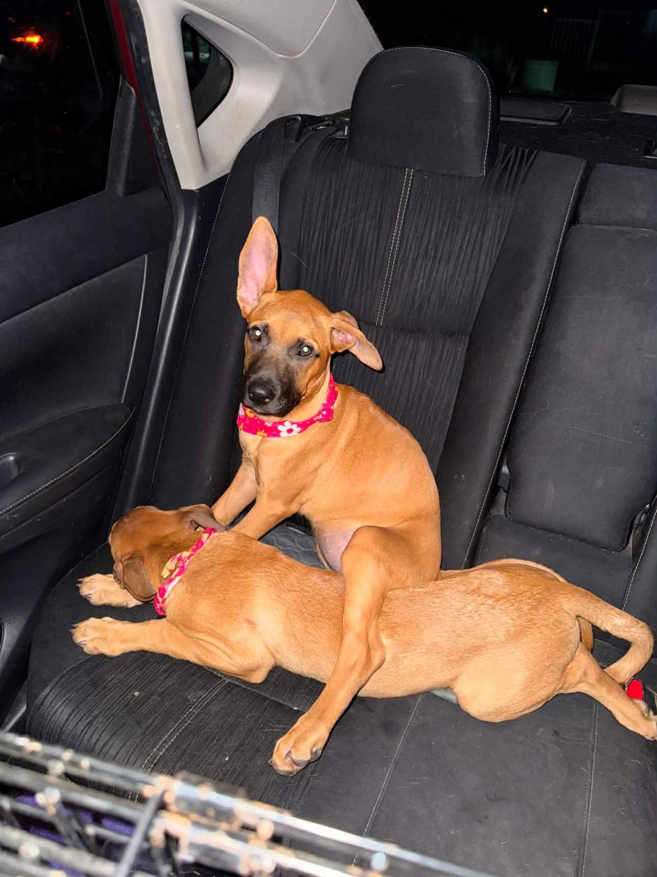 Cayenne, a ADOPTABLE mixed breed in San Diego, CA image 2/5