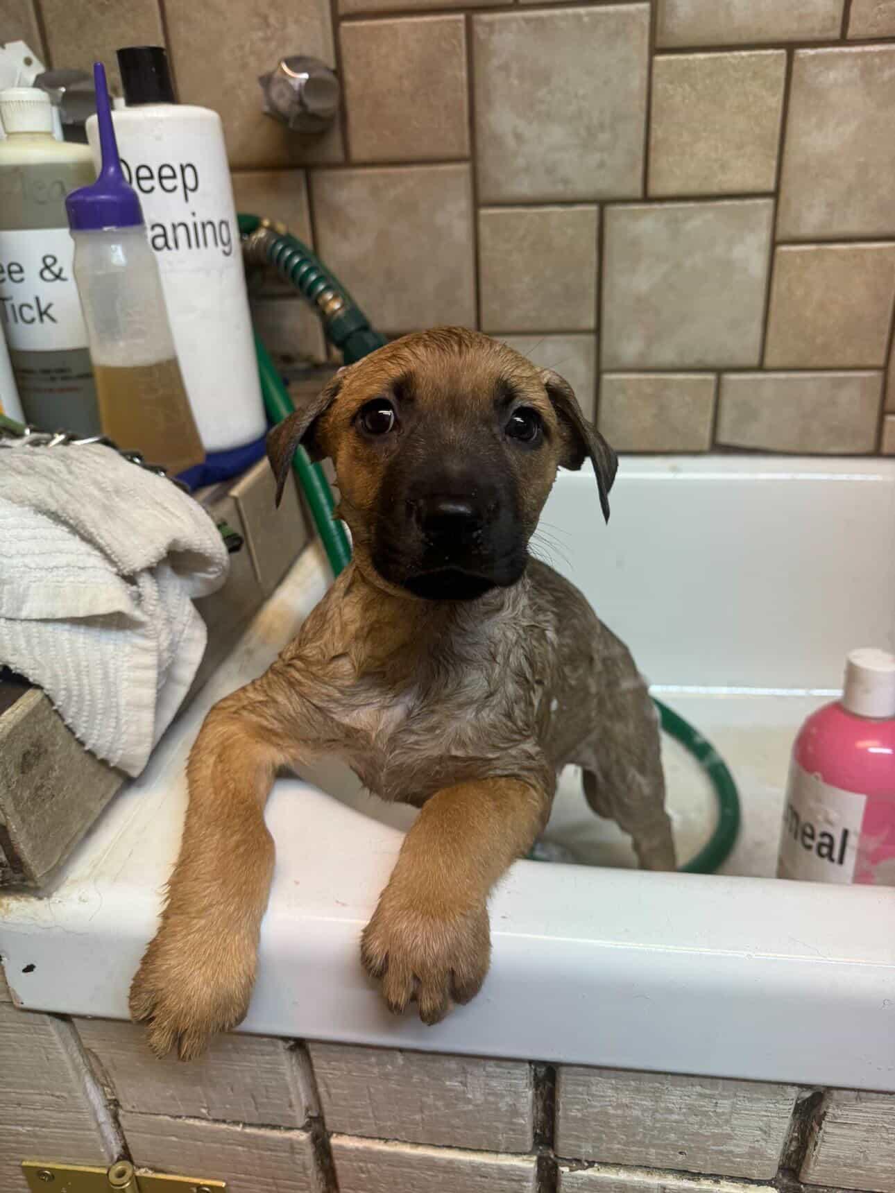 Cayenne, a ADOPTABLE mixed breed in San Diego, CA image 3/5
