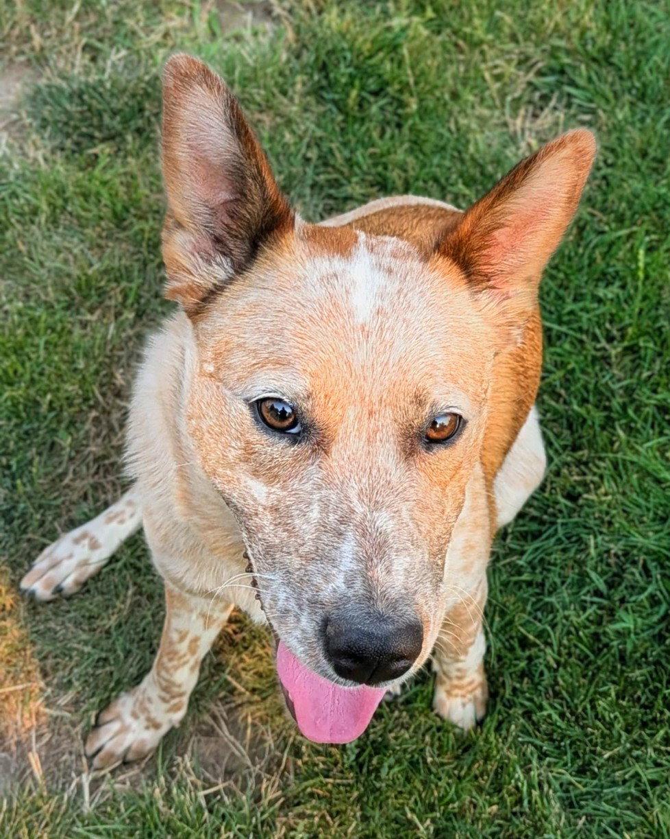 Adoption Pending - Rosie, Adoptable, Adult Female Australian Cattle Dog / Blue Heeler.