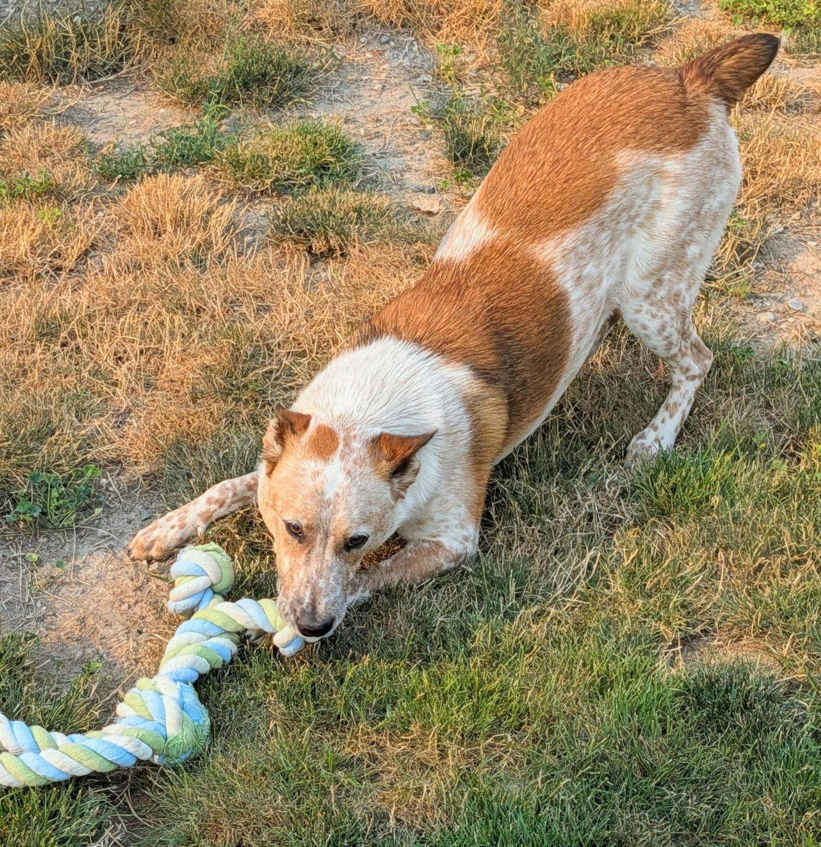 Enlarge Adoption Pending - Rosie, a Adoptable Australian Cattle Dog / Blue Heeler in Emmett, ID image 2/3