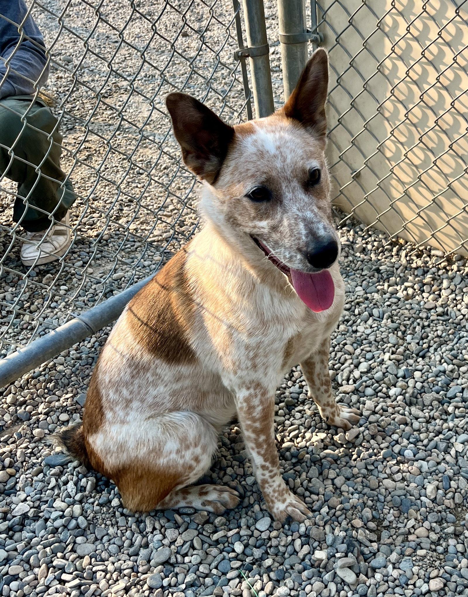 Enlarge Adoption Pending - Rosie, a Adoptable Australian Cattle Dog / Blue Heeler in Emmett, ID image 3/3