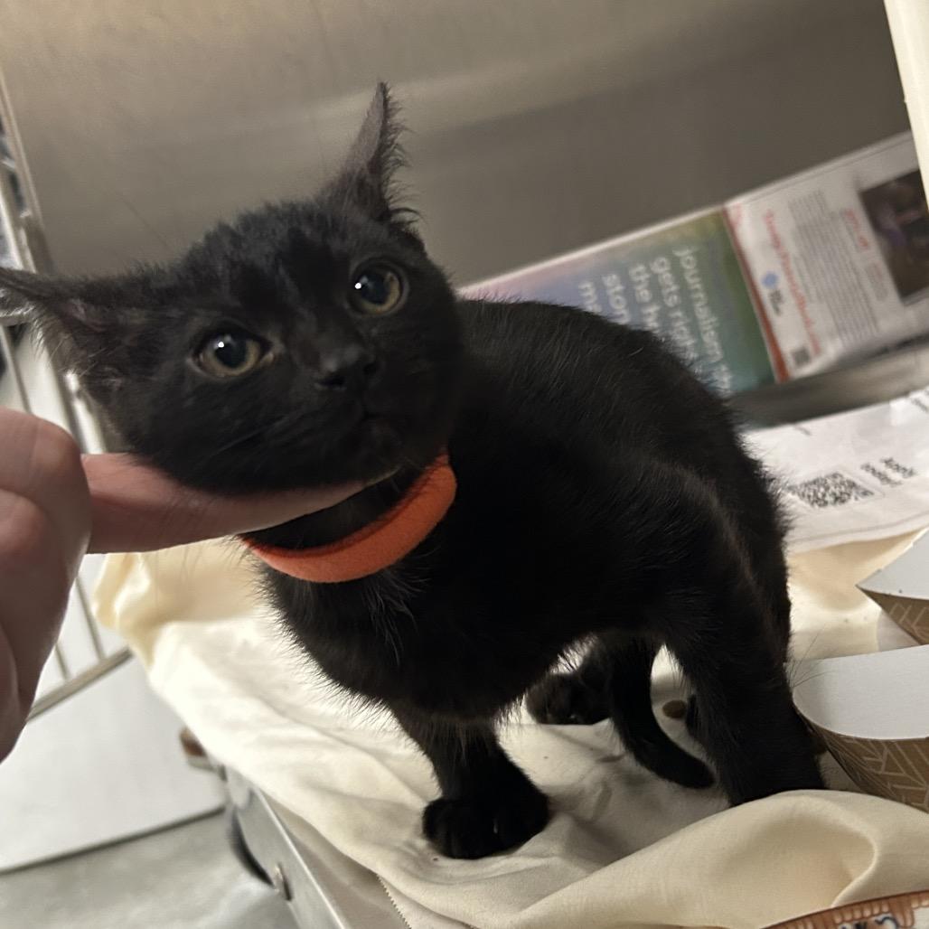 Enlarge Truffle, a Adoptable Domestic Short Hair in Dover, NH image 1/1