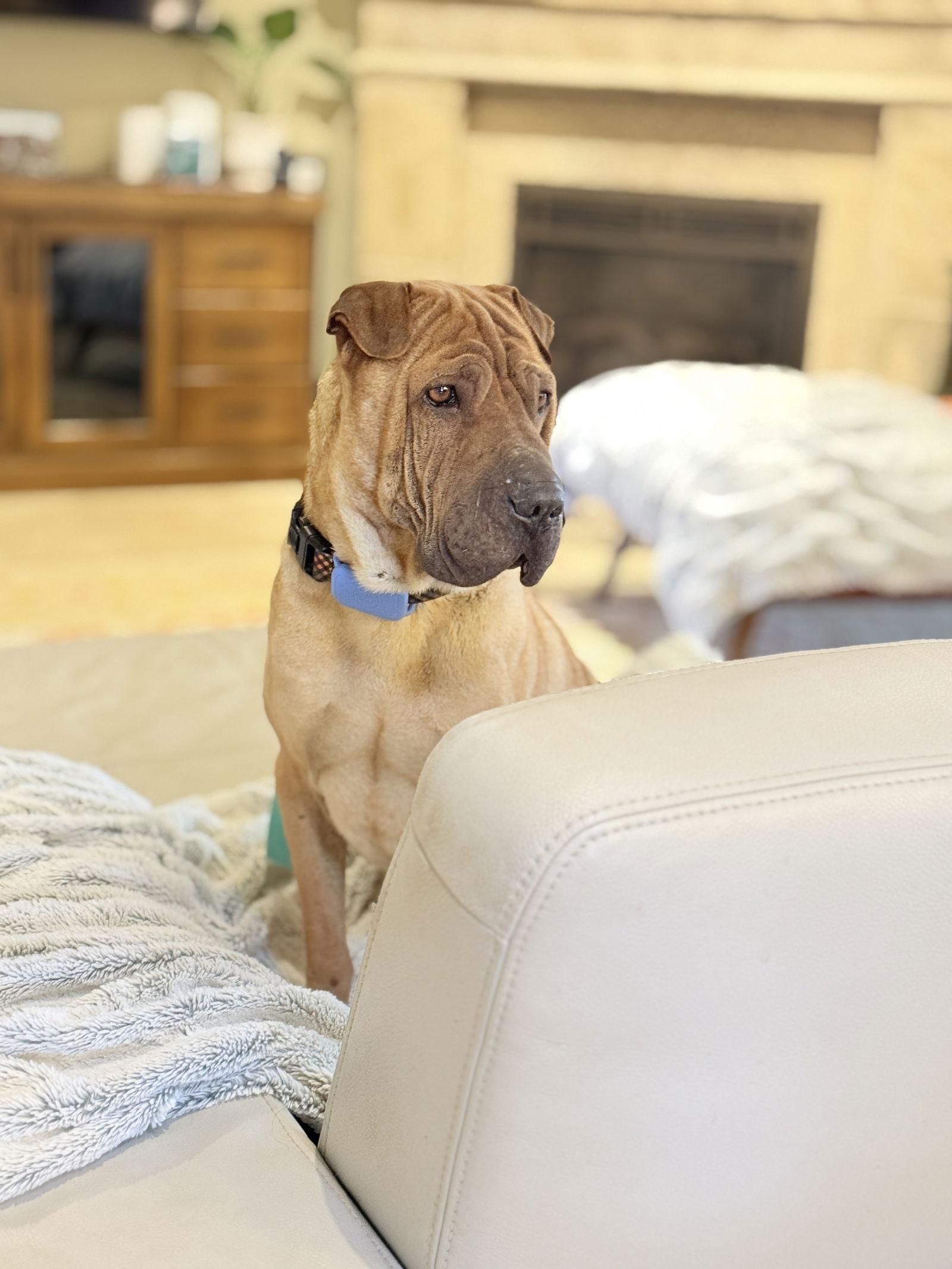 Cupid, Adoptable, Adult Male Shar-Pei.