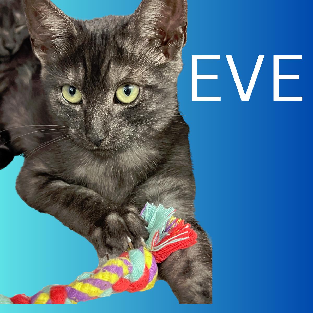 Enlarge Eve, a Adoptable Domestic Short Hair in South Padre Island, TX image 1/1