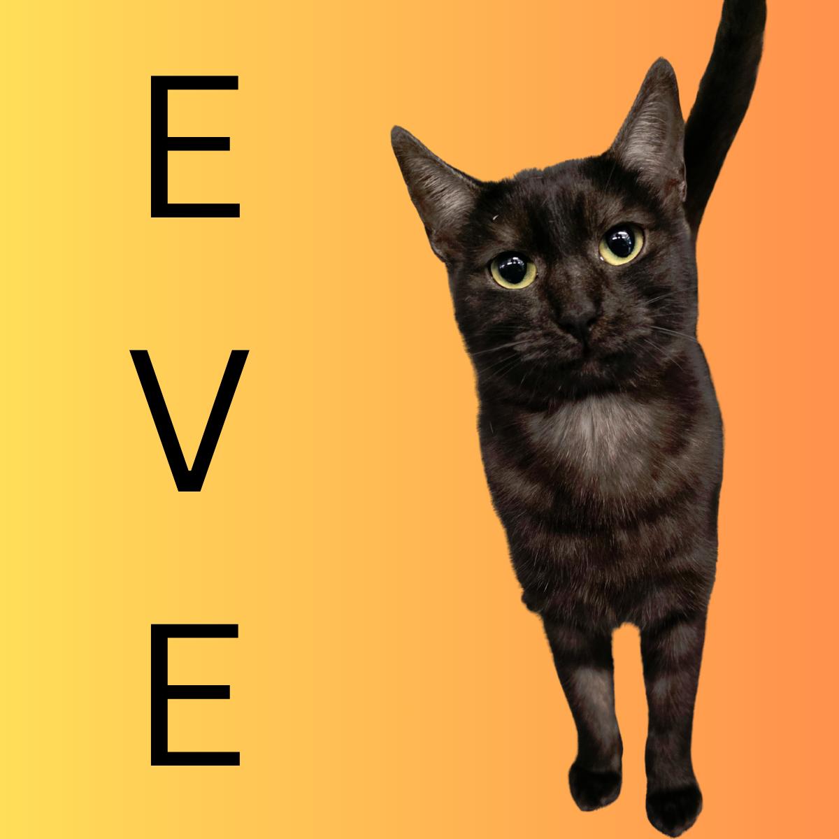 Eve, Adoptable, Young Female Domestic Short Hair.
