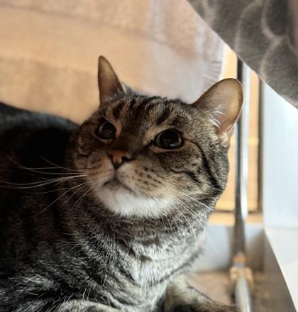 Moonpie, ADOPTABLE, Adult Male Domestic Short Hair.