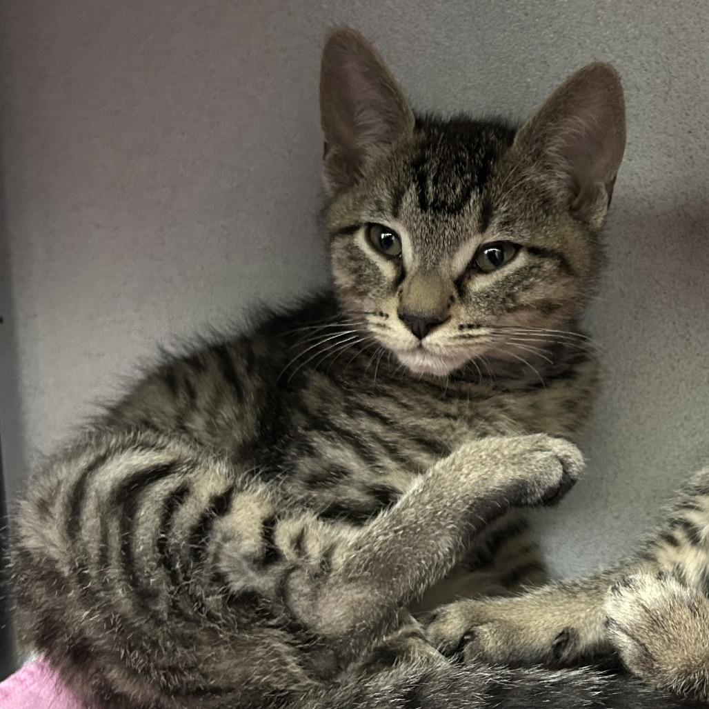 Gelato, Adoptable, Kitten Male Domestic Short Hair.