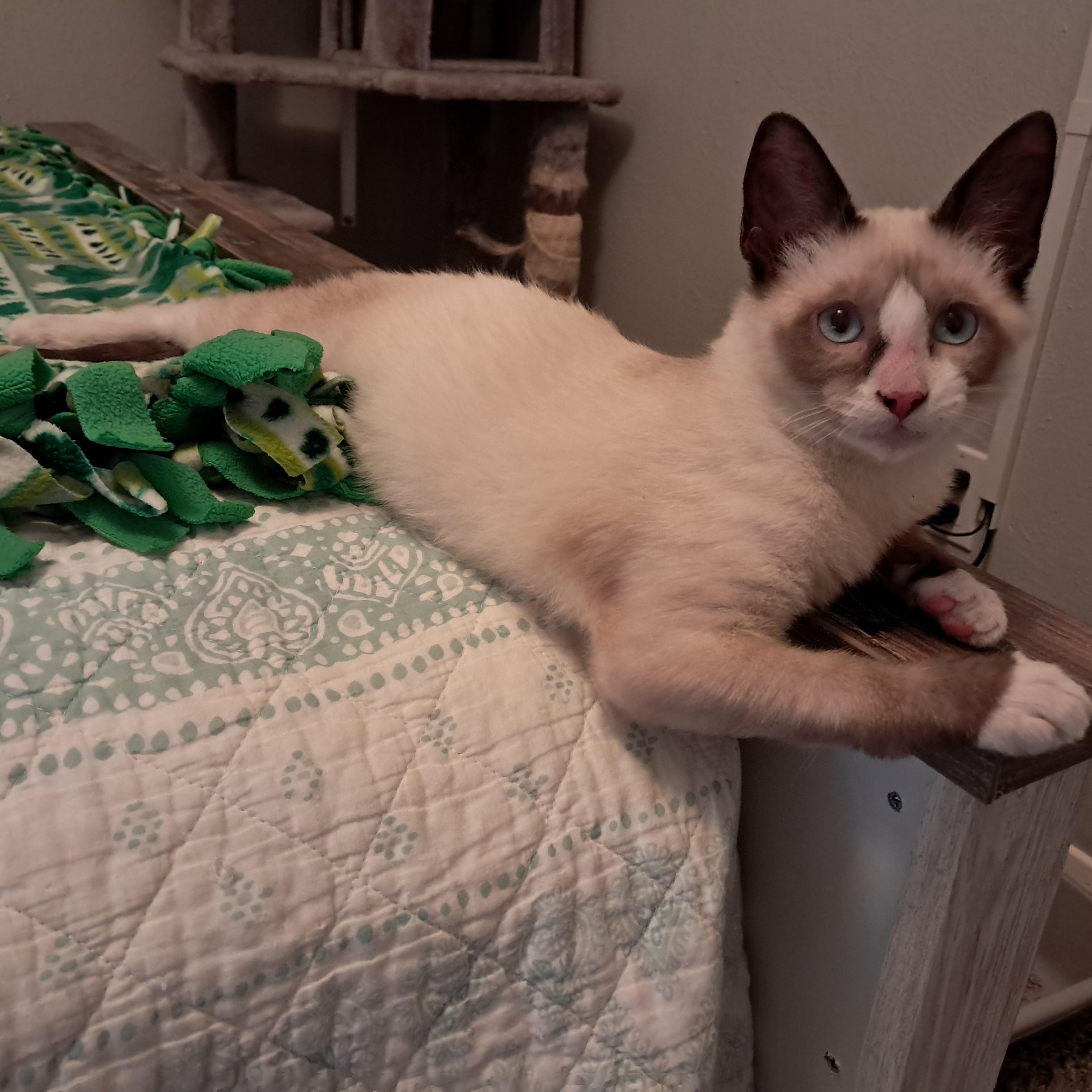 Enlarge Phineas, an adopted mixed breed in Plano, TX image 3/4