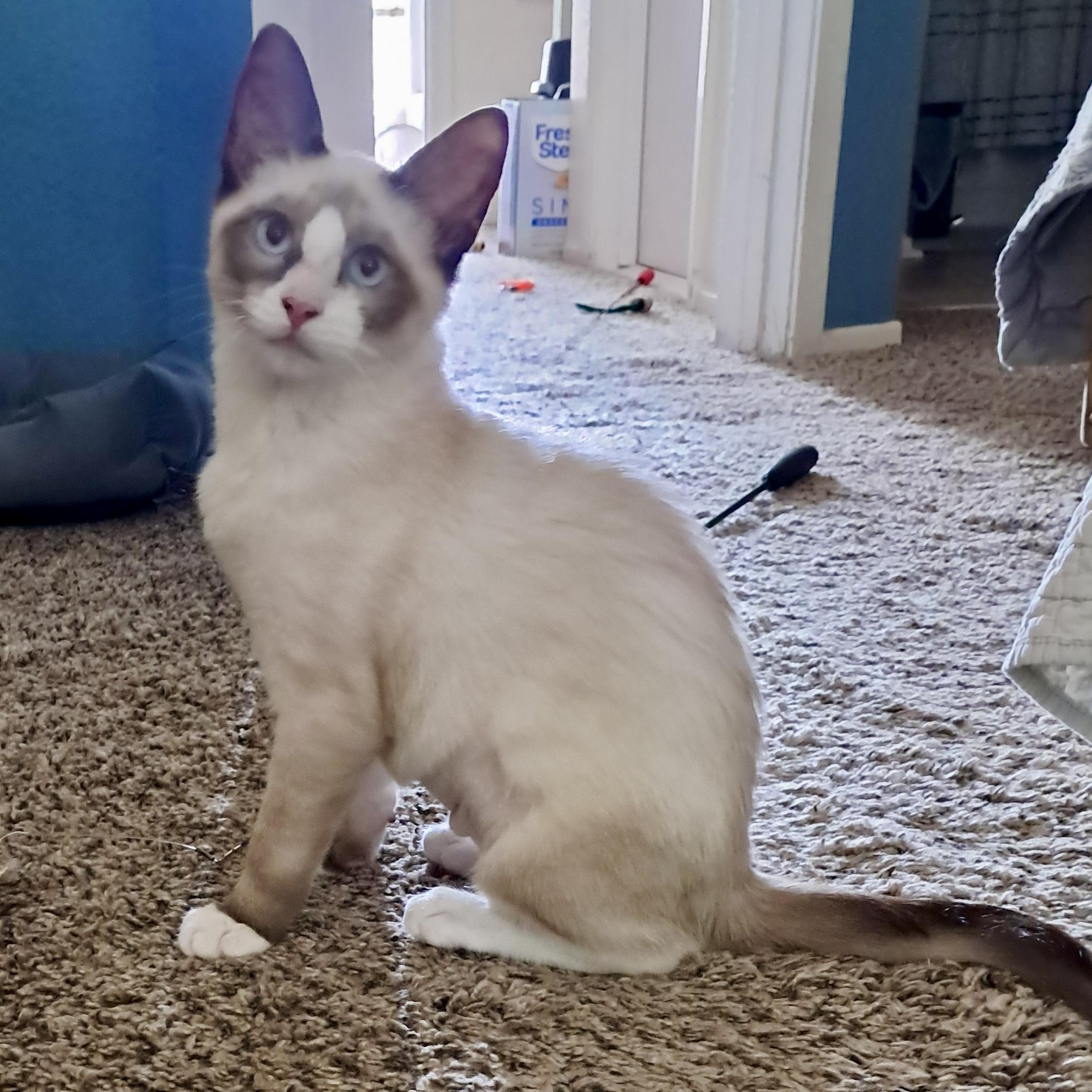 Phineas, adopted, Kitten Male Siamese.