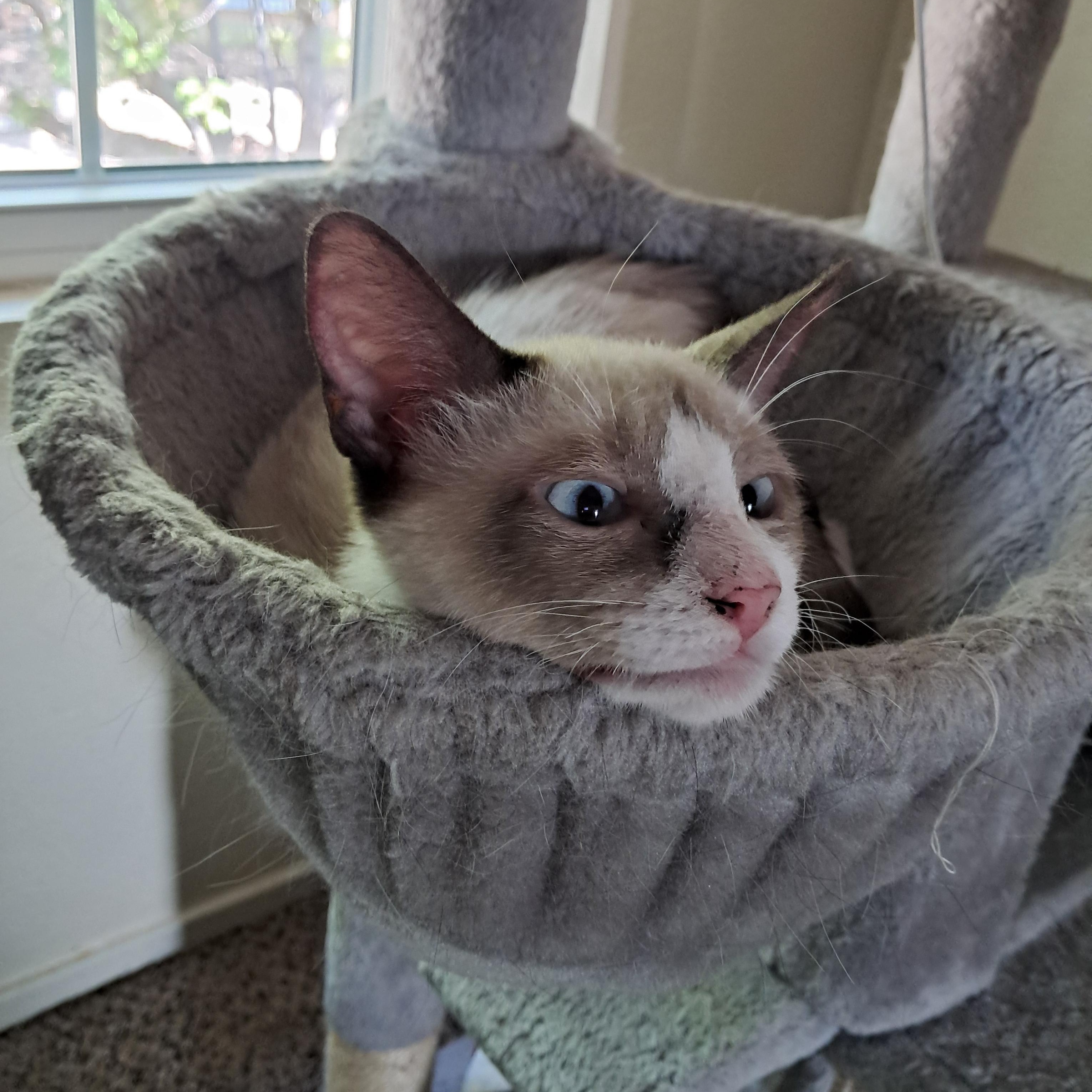 Enlarge Phineas, an adopted mixed breed in Plano, TX image 2/4
