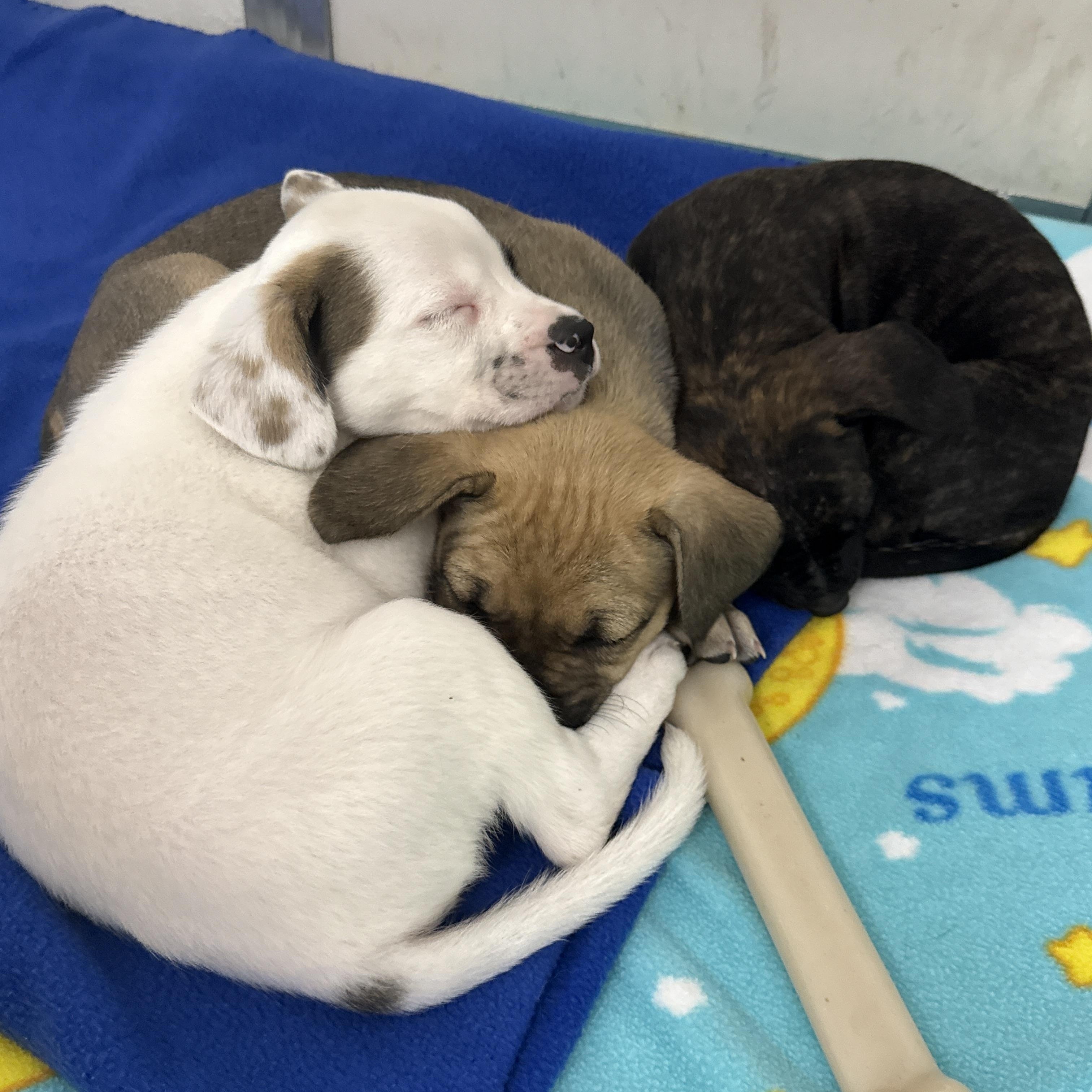 Gelato, a Adoptable mixed breed in Oconto, WI image 4/5