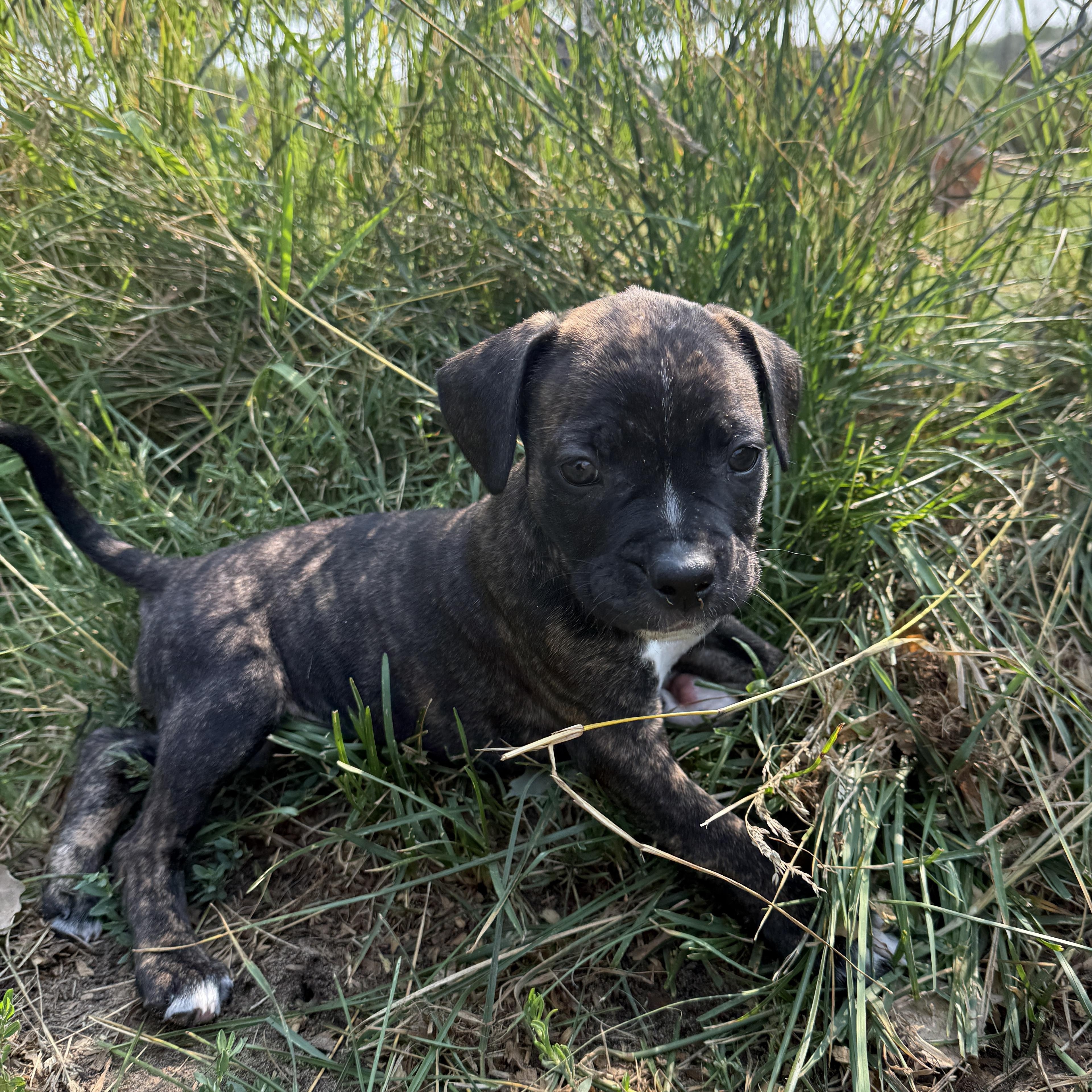 Gelato, a Adoptable mixed breed in Oconto, WI image 2/5