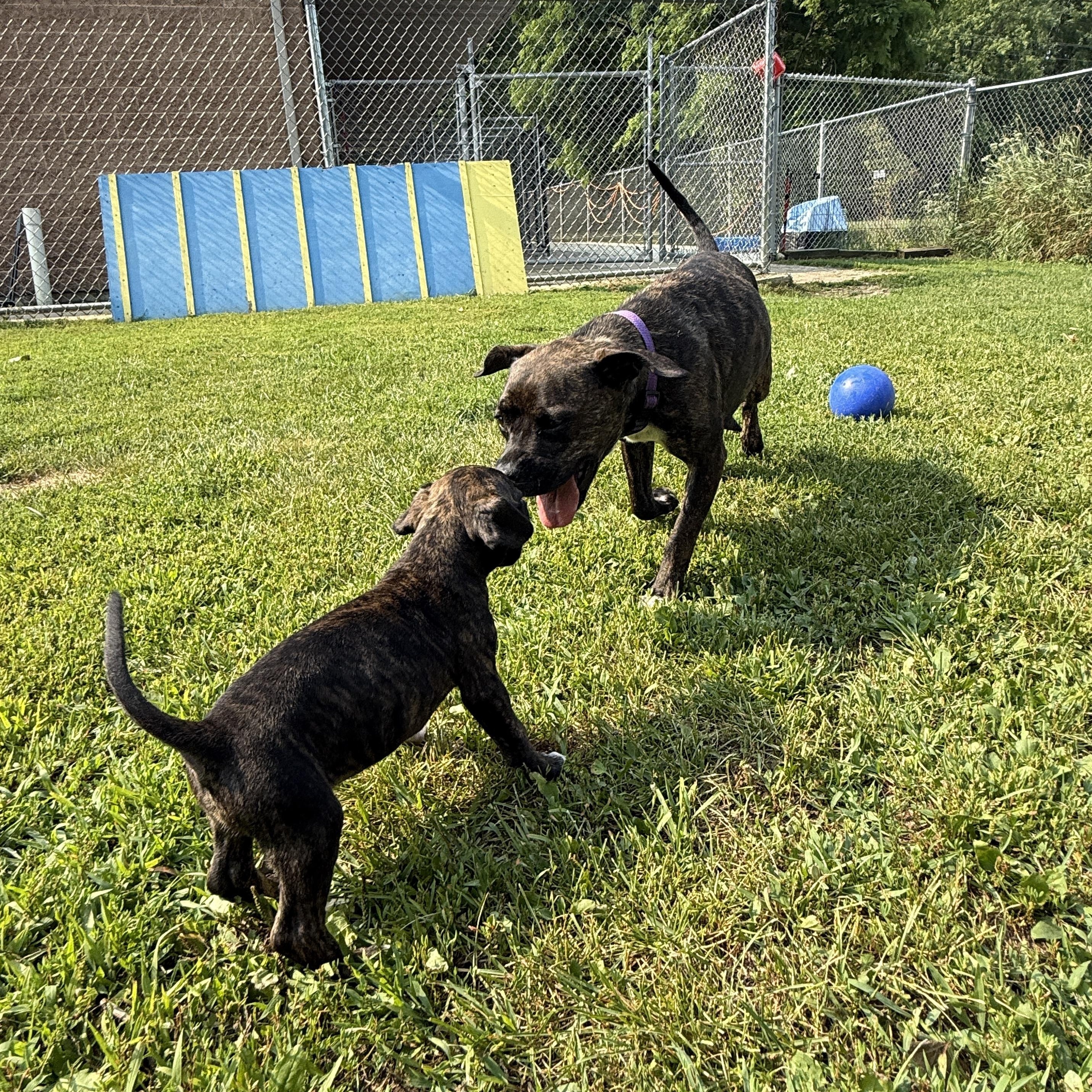 Gelato, a Adoptable mixed breed in Oconto, WI image 3/5