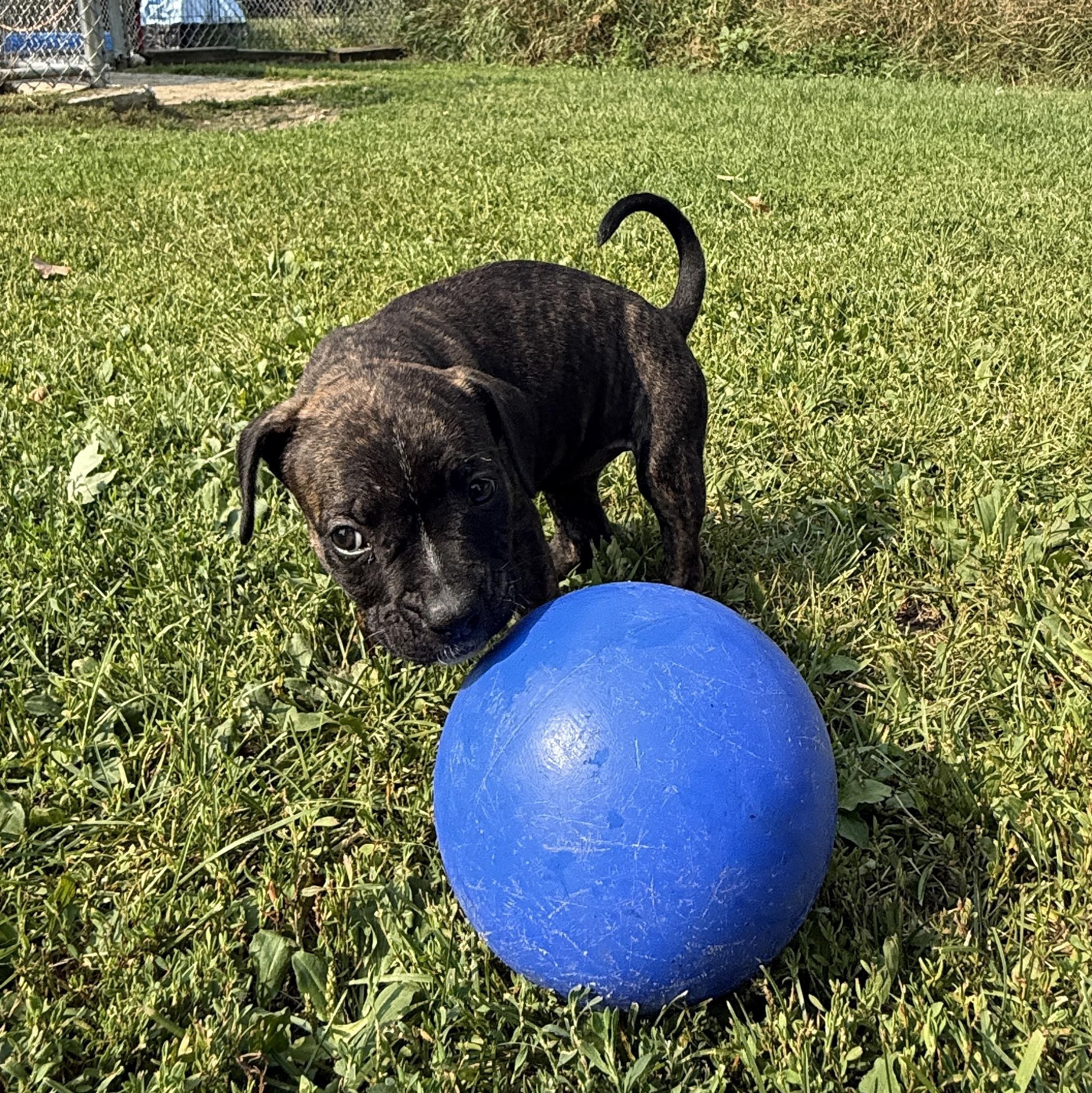 Gelato, Adoptable, Puppy Female Mixed Breed & Pit Bull Terrier.