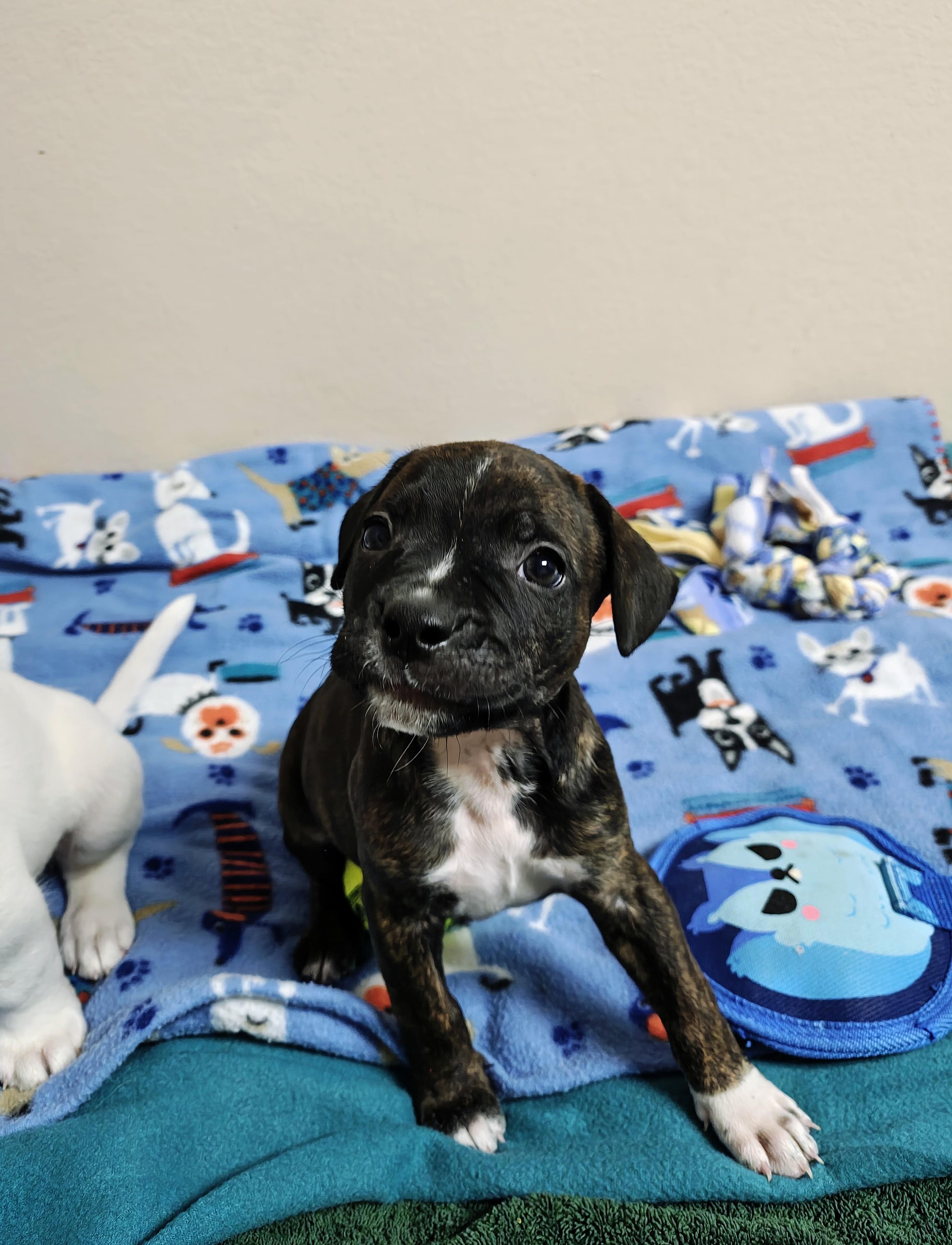 Gelato, a Adoptable mixed breed in Oconto, WI image 5/5