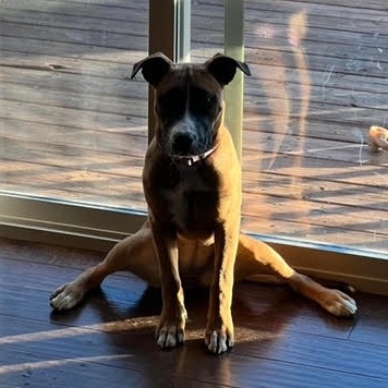 Blake, Adoptable, Young Female Boxer.