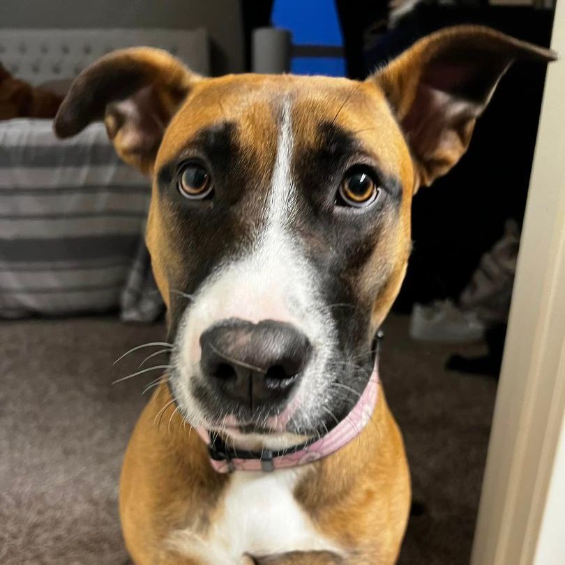 Blake, a Adoptable Boxer in Grand Island, NE image 2/3