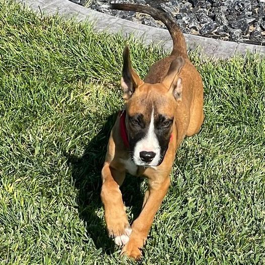 Blake, a Adoptable Boxer in Grand Island, NE image 3/3