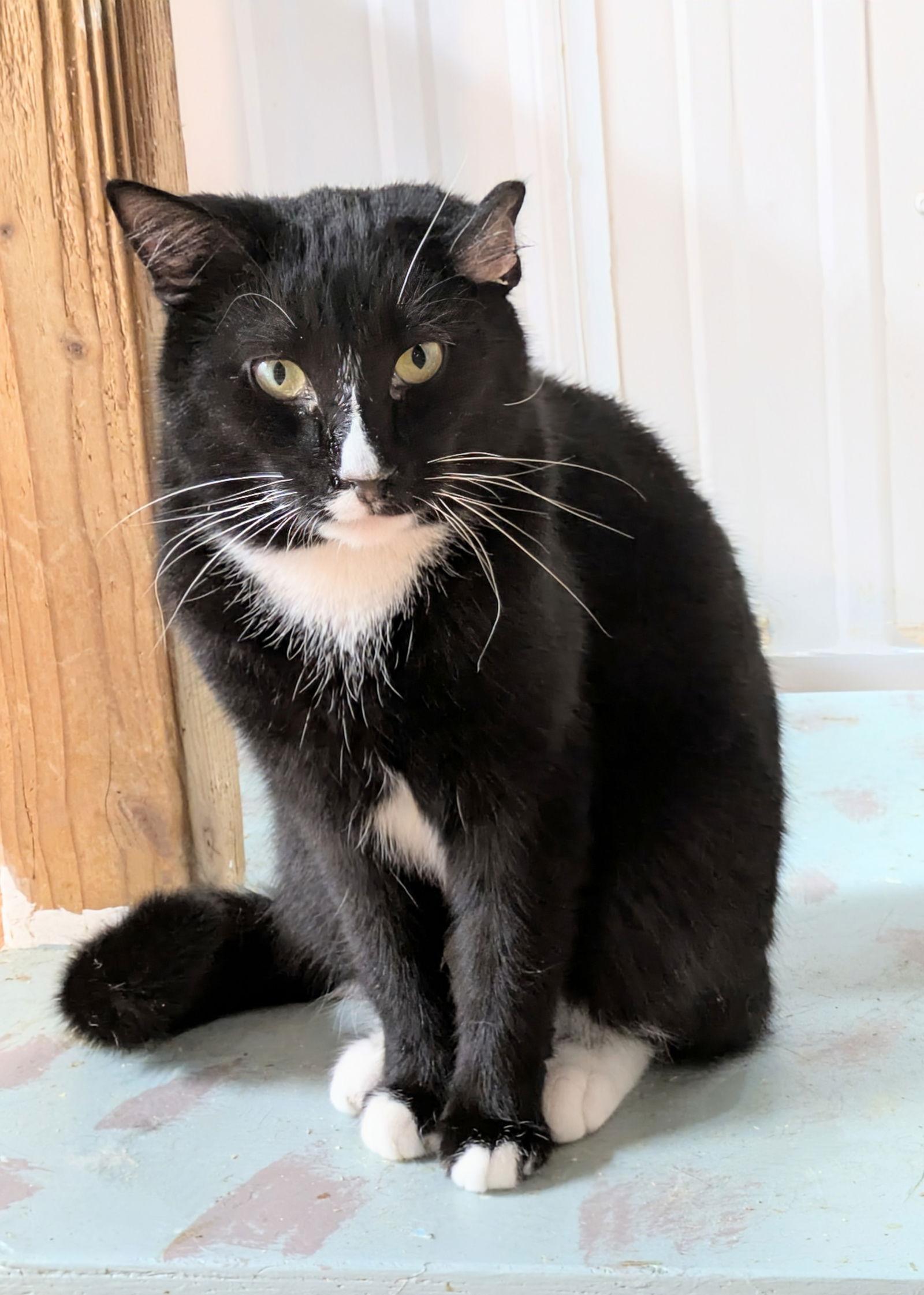 Enlarge Curly (George), a Adoptable mixed breed in Apollo, PA image 1/3
