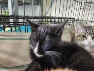 Enlarge Curly (George), a Adoptable mixed breed in Apollo, PA image 2/3