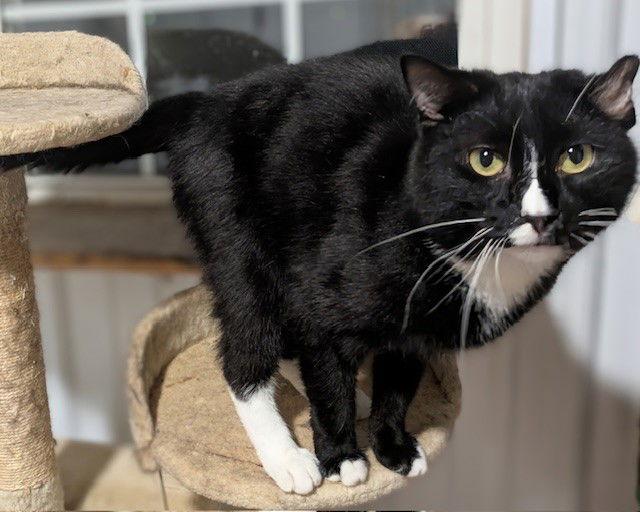 Curly (George), Adoptable, Adult Male Domestic Medium Hair & Tuxedo.