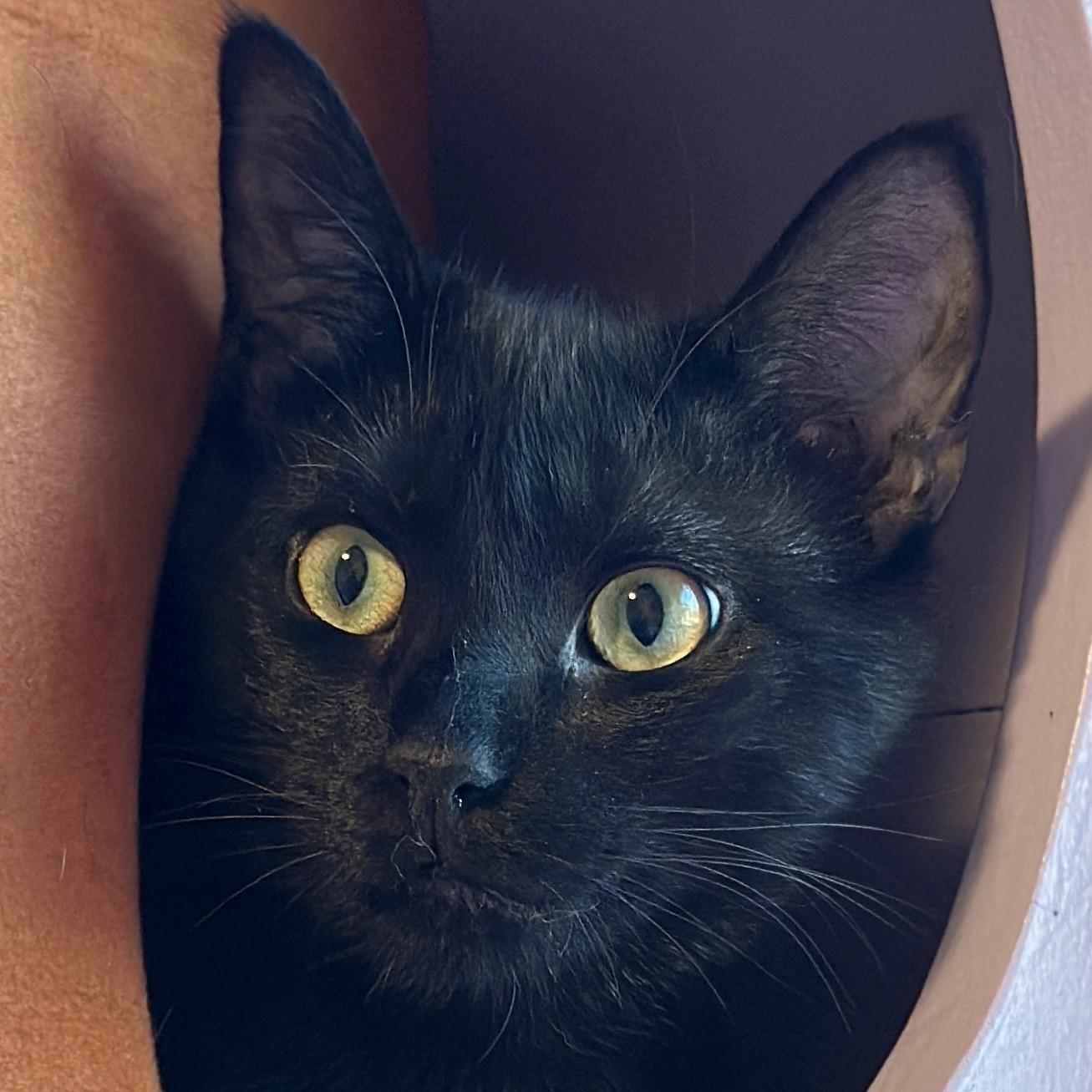 Coal, adoptable, Young Male Domestic Short Hair.