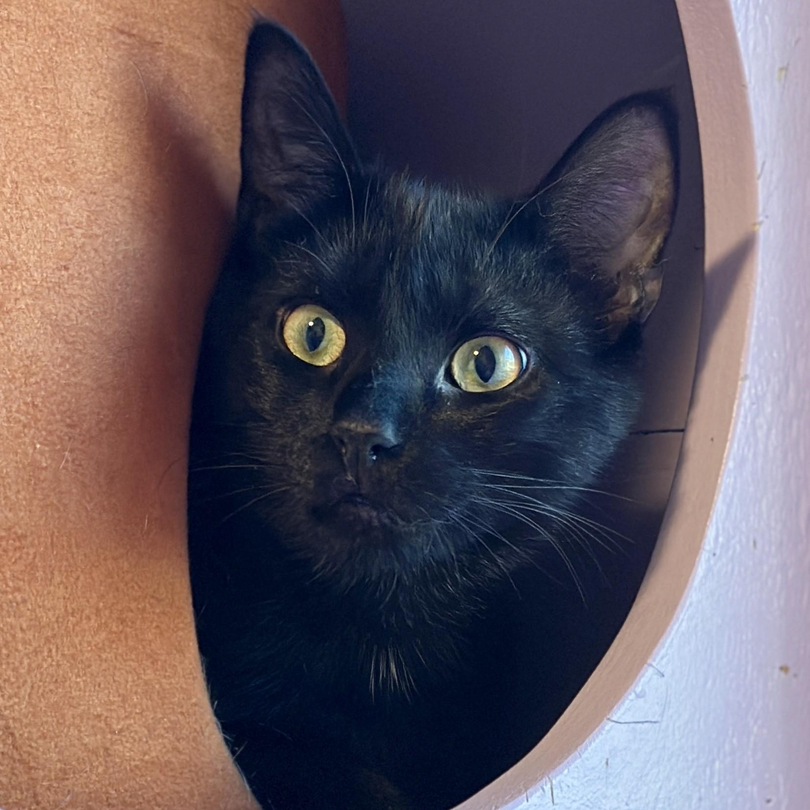 Enlarge Coal, an adoptable Domestic Short Hair in Victor, NY image 2/3