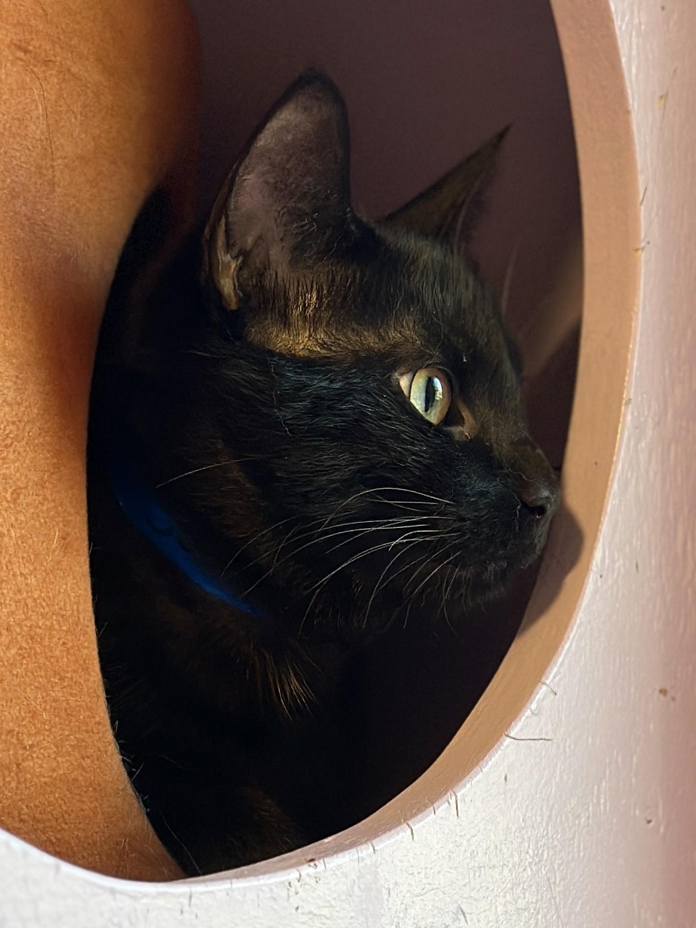 Enlarge Coal, an adoptable Domestic Short Hair in Victor, NY image 3/3